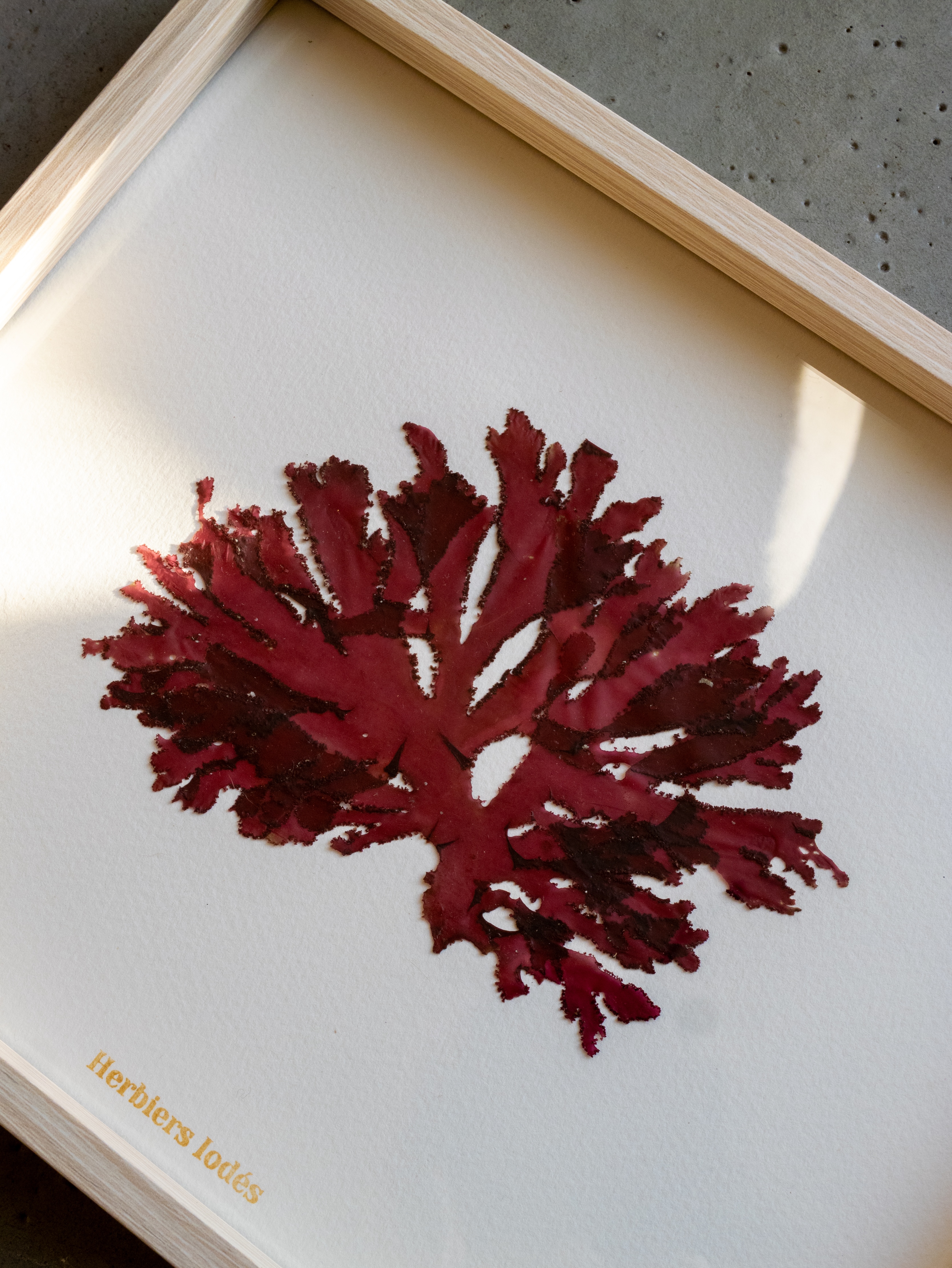 Alguier Rubis de Pors-Béni 💎 - Format 20 x 25 cm