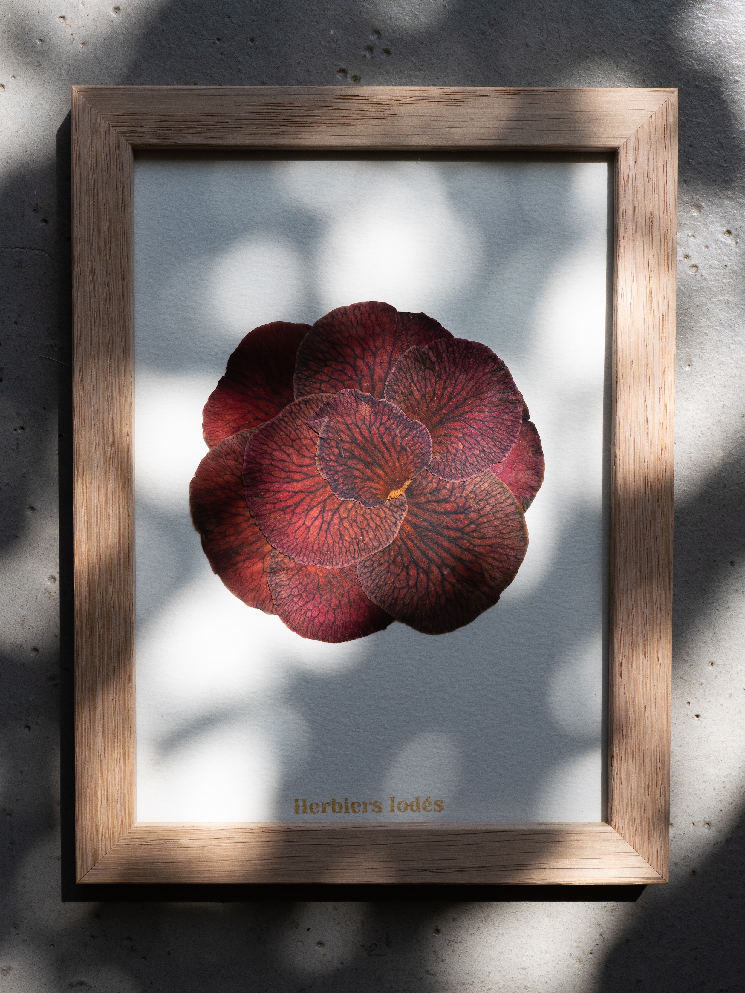 "Rosace de Camélias" Herbier Floral - 13 x 18 cm