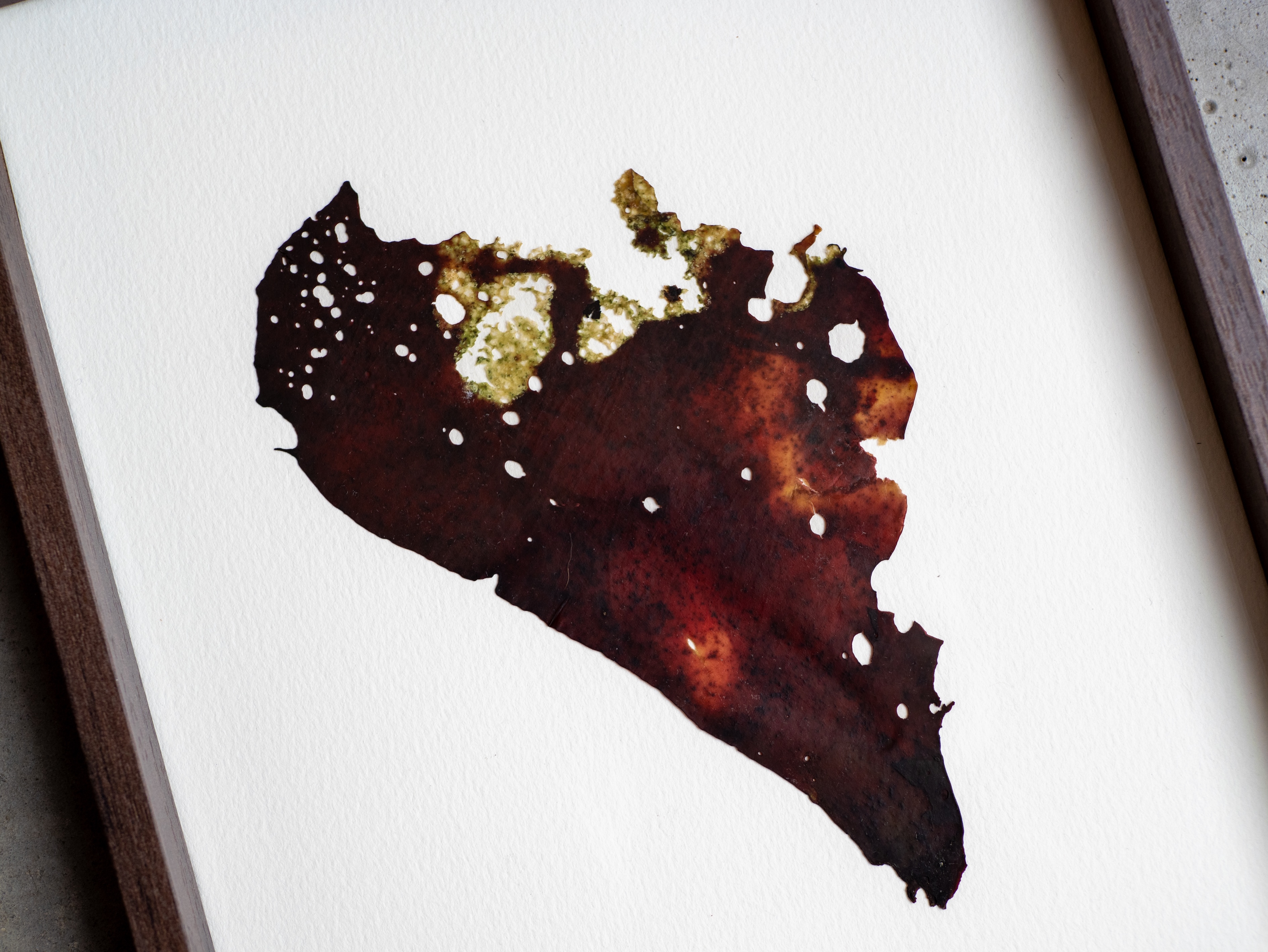 Alguier Parchemin Marin 📜 - Format 20 x 25 cm