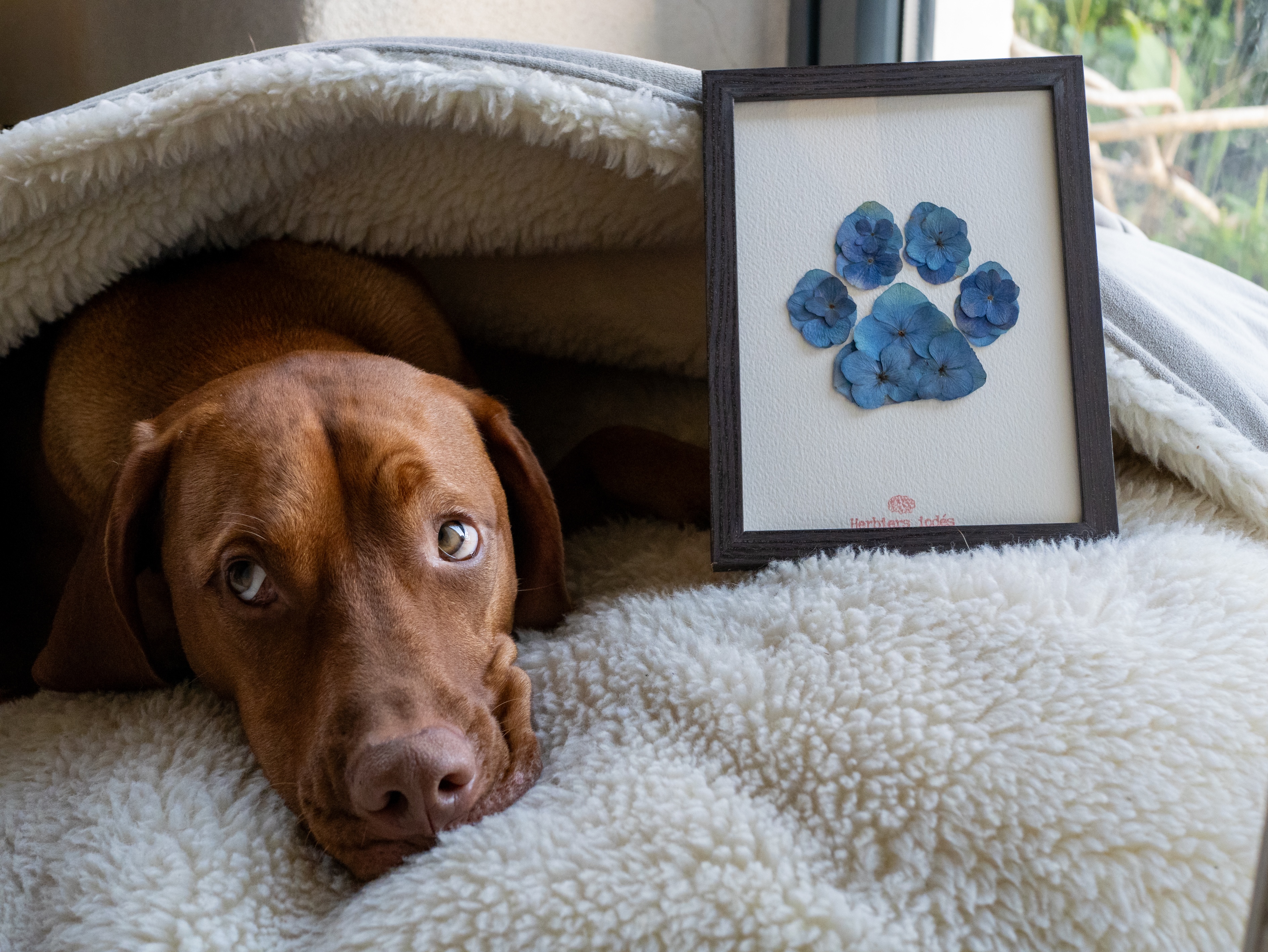 Herbier "Patte Bleue" -  13 x 18 cm