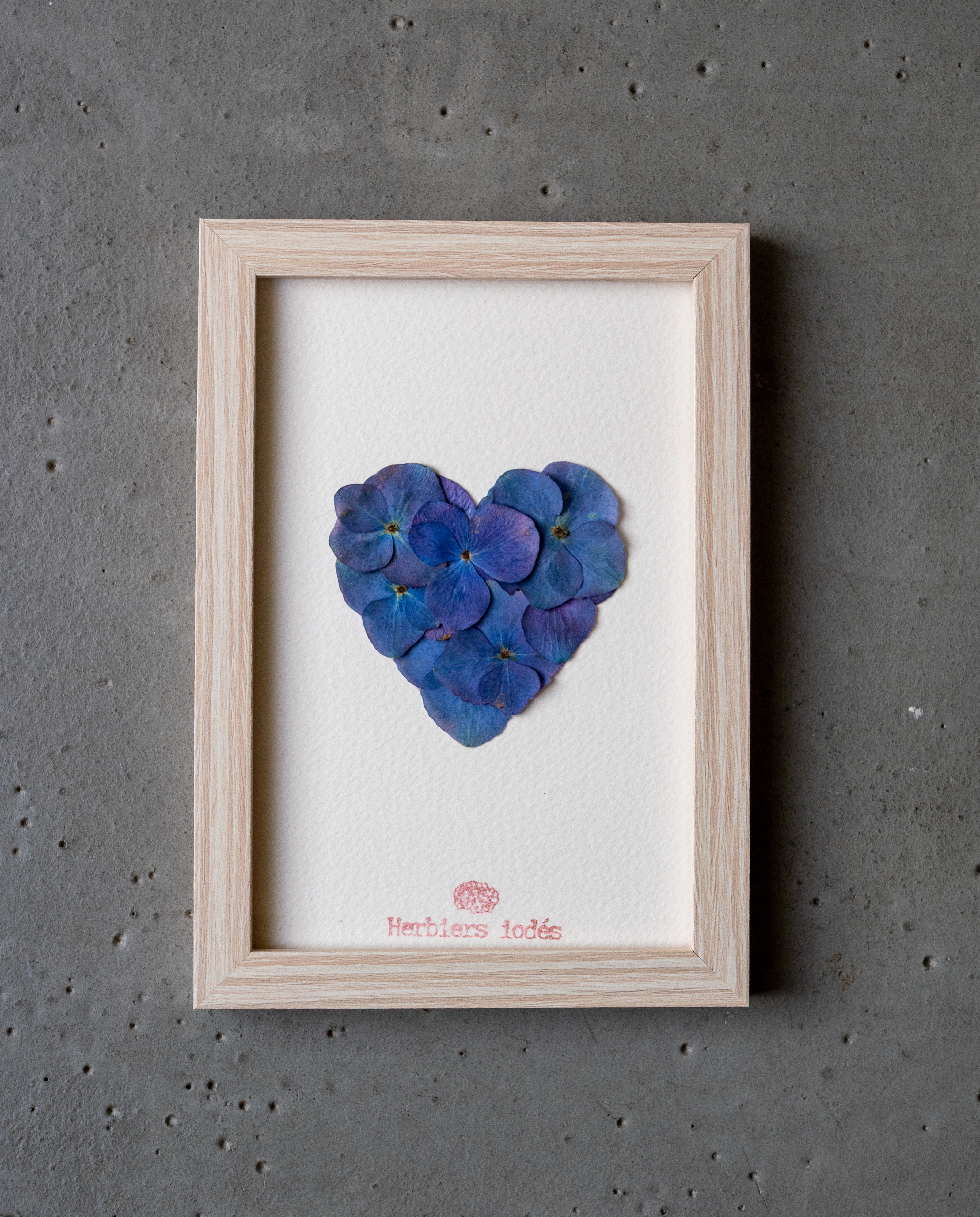 "Coeur Bleu Miniature" - Herbier Hortensias 10 x 15 cm