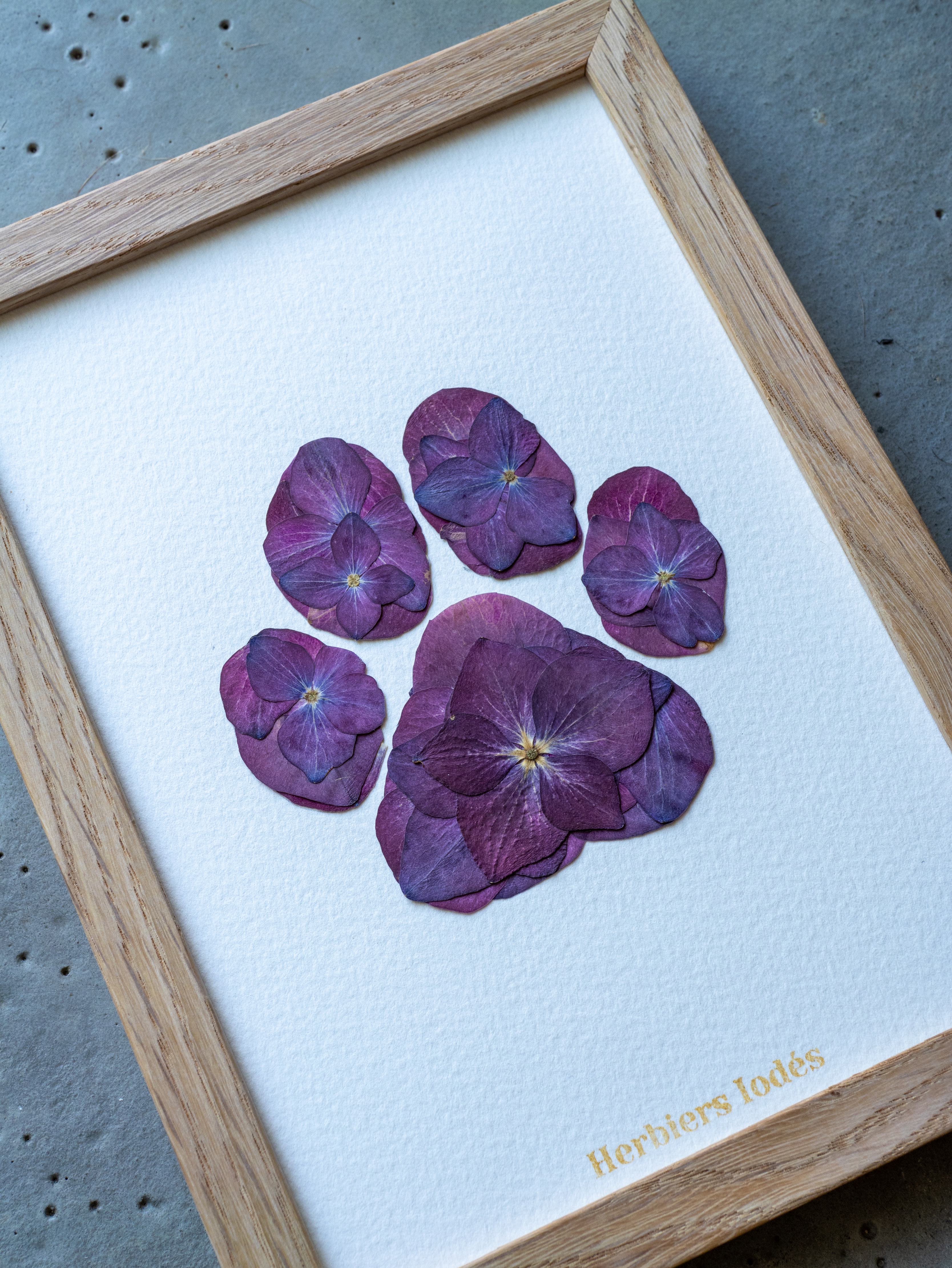 "Patte de Chien" Herbier Floral - 13 x 18 cm