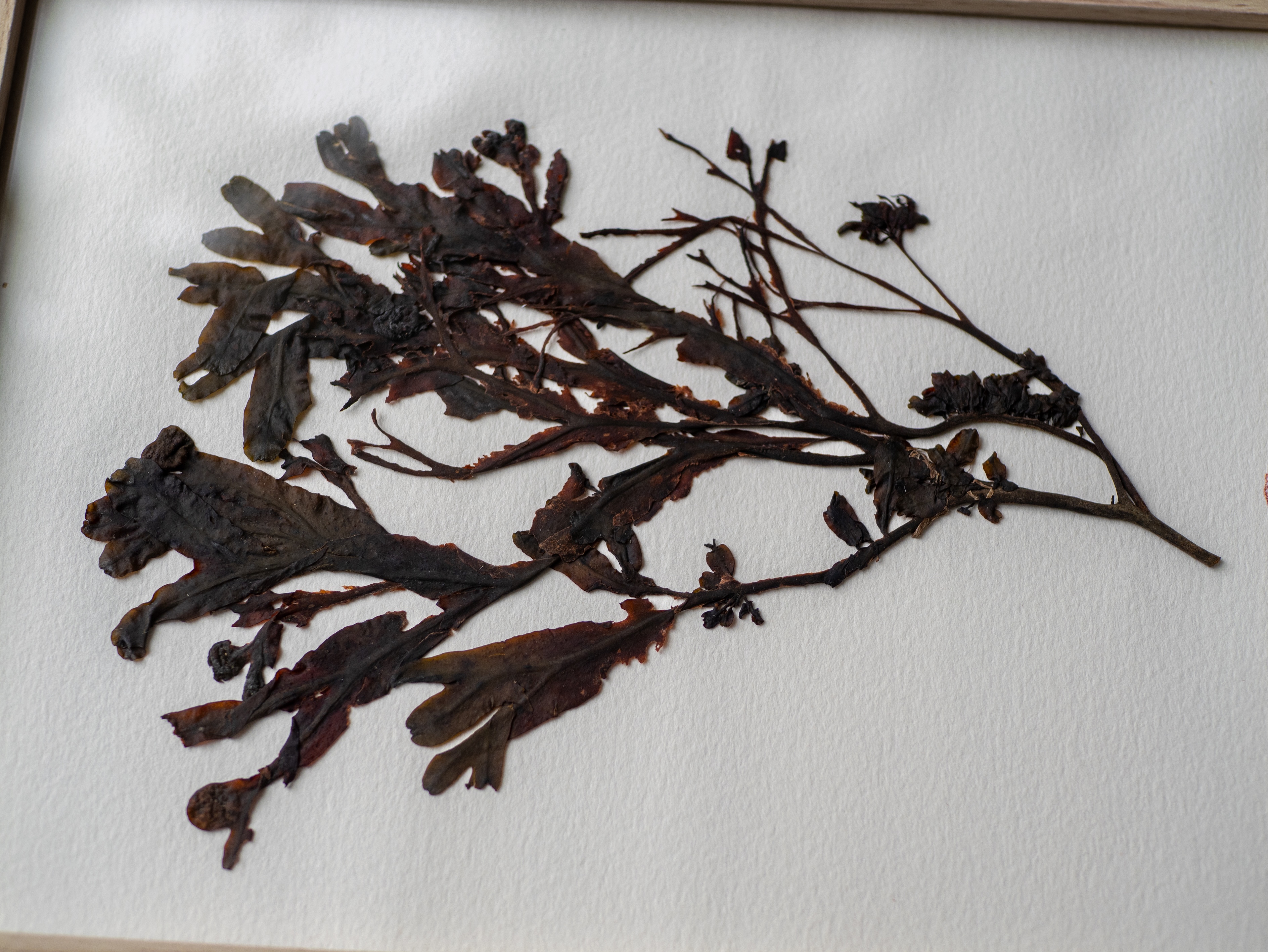 Alguier "Bouquet Marin" 🌊 - Format 18 X 24 cm