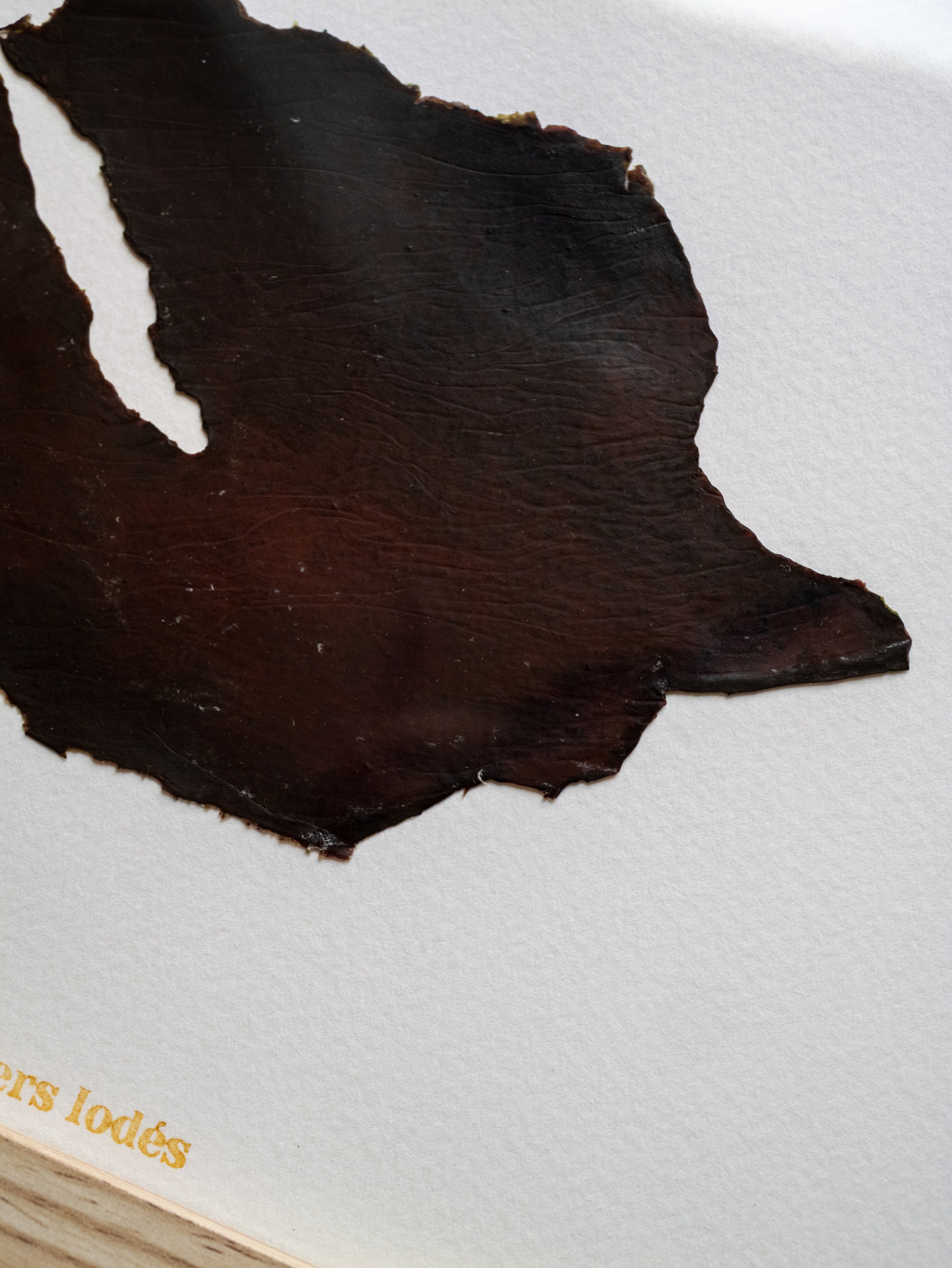 Alguier Cuir Marin 🖤 - Format 18 x 24 cm