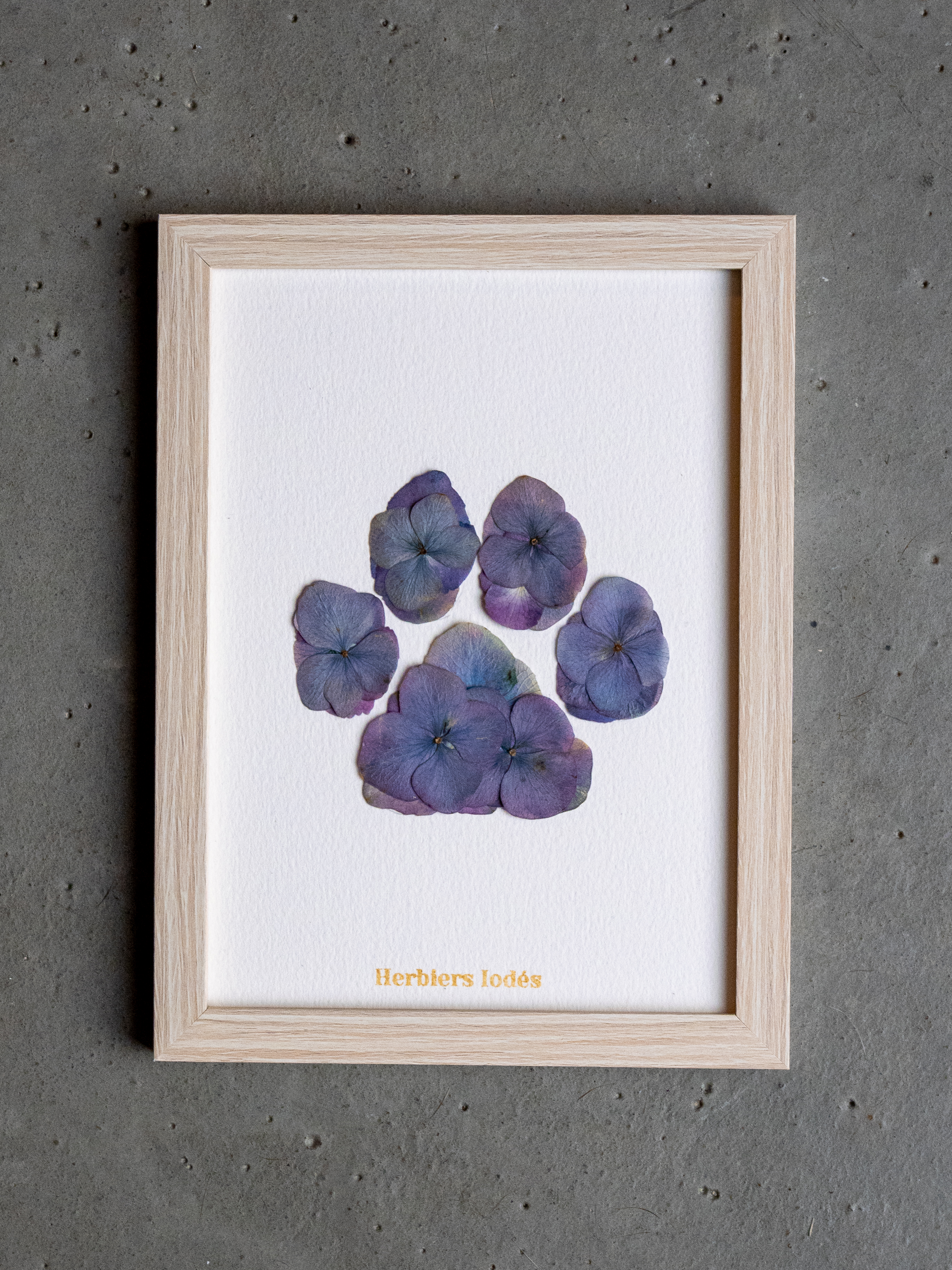 Herbier Patte de Chien "Crépuscule" -  13 x 18 cm