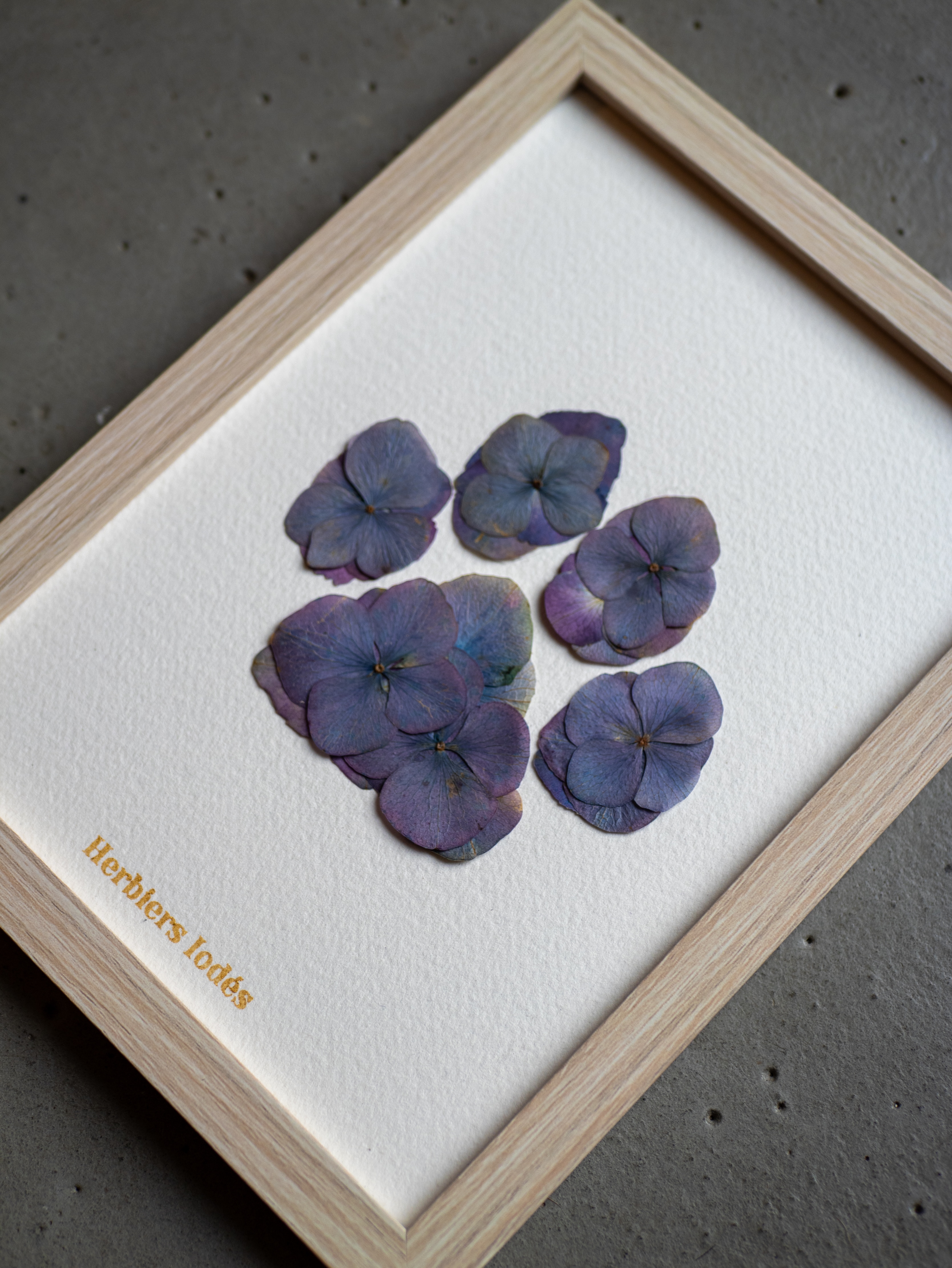 Herbier Patte de Chien "Crépuscule" -  13 x 18 cm