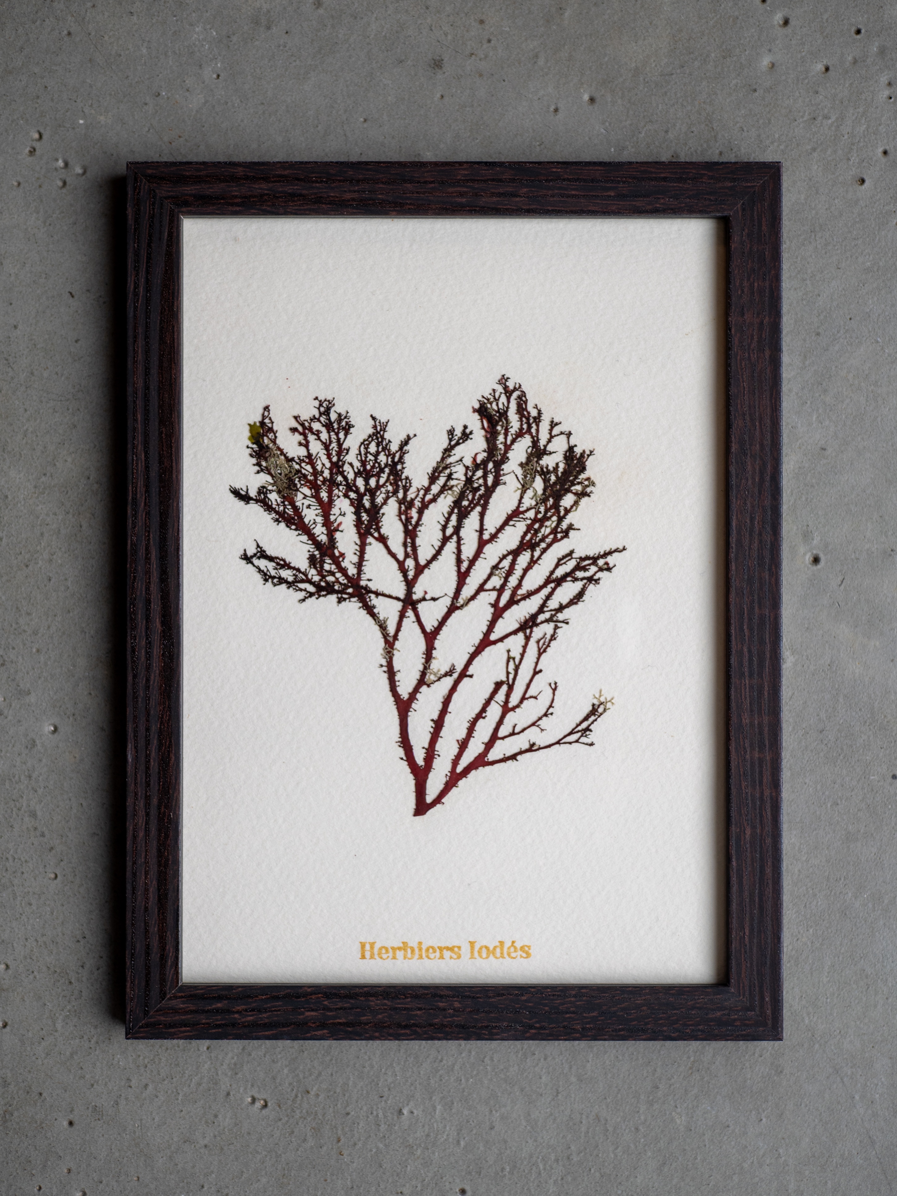 Alguier Arbre de Corail 🌳 - Format 13 x 18 cm