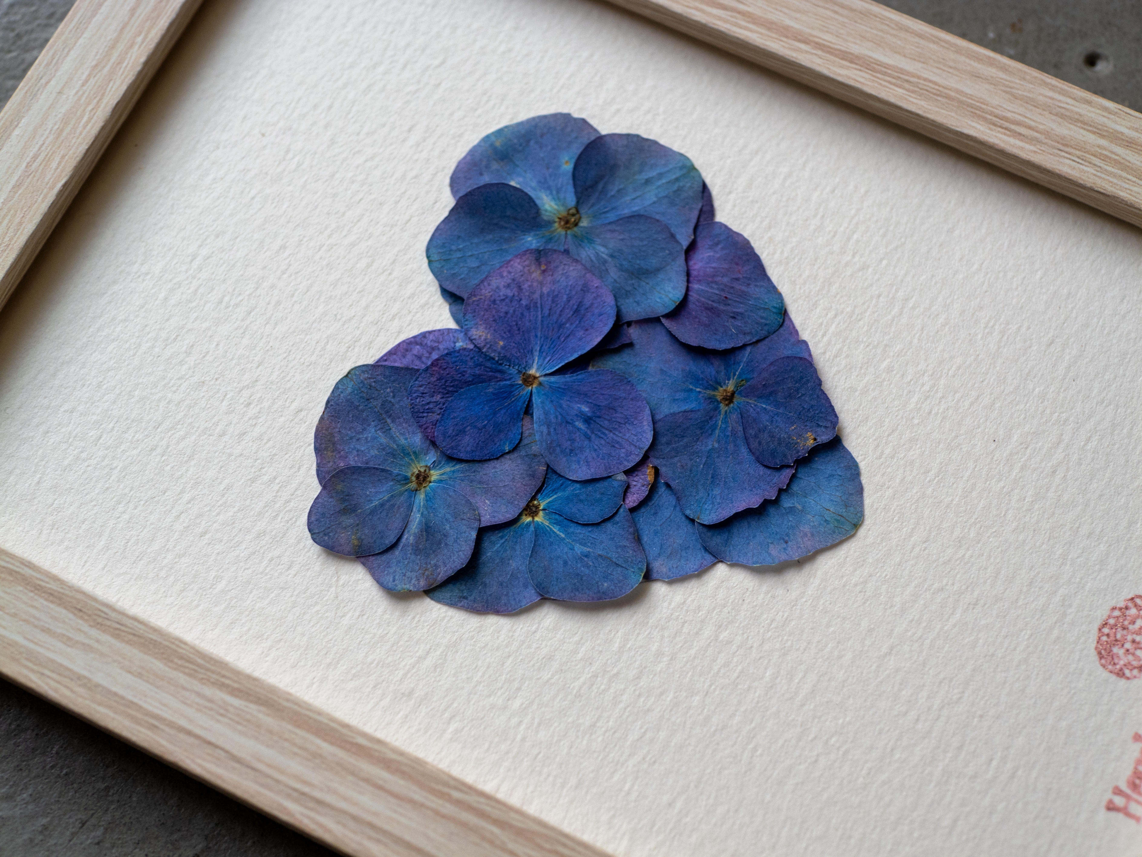 "Coeur Bleu Miniature" - Herbier Hortensias 10 x 15 cm
