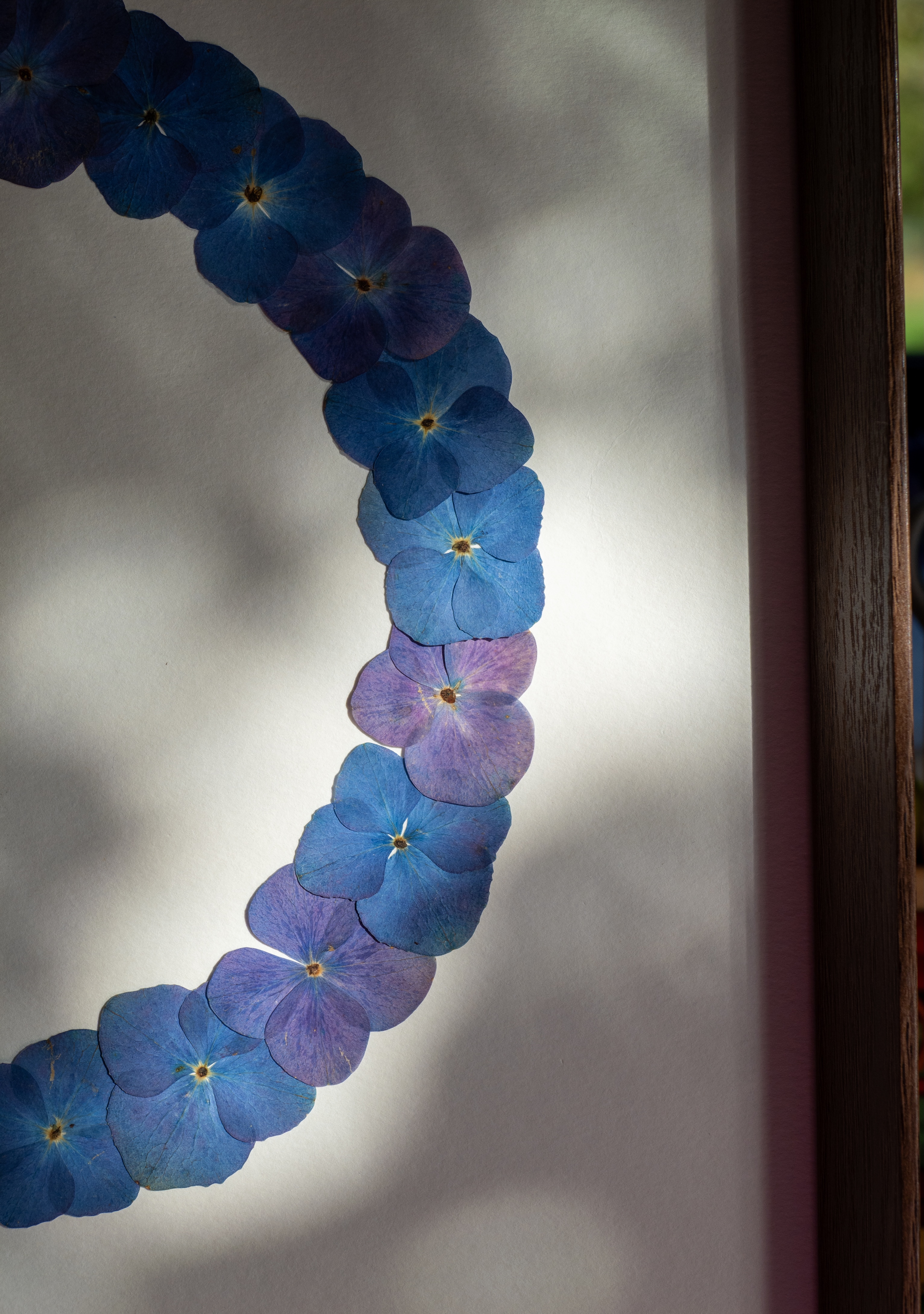 "Cercle Iodé"  Herbier d'hortensias - 30 x 40 cm