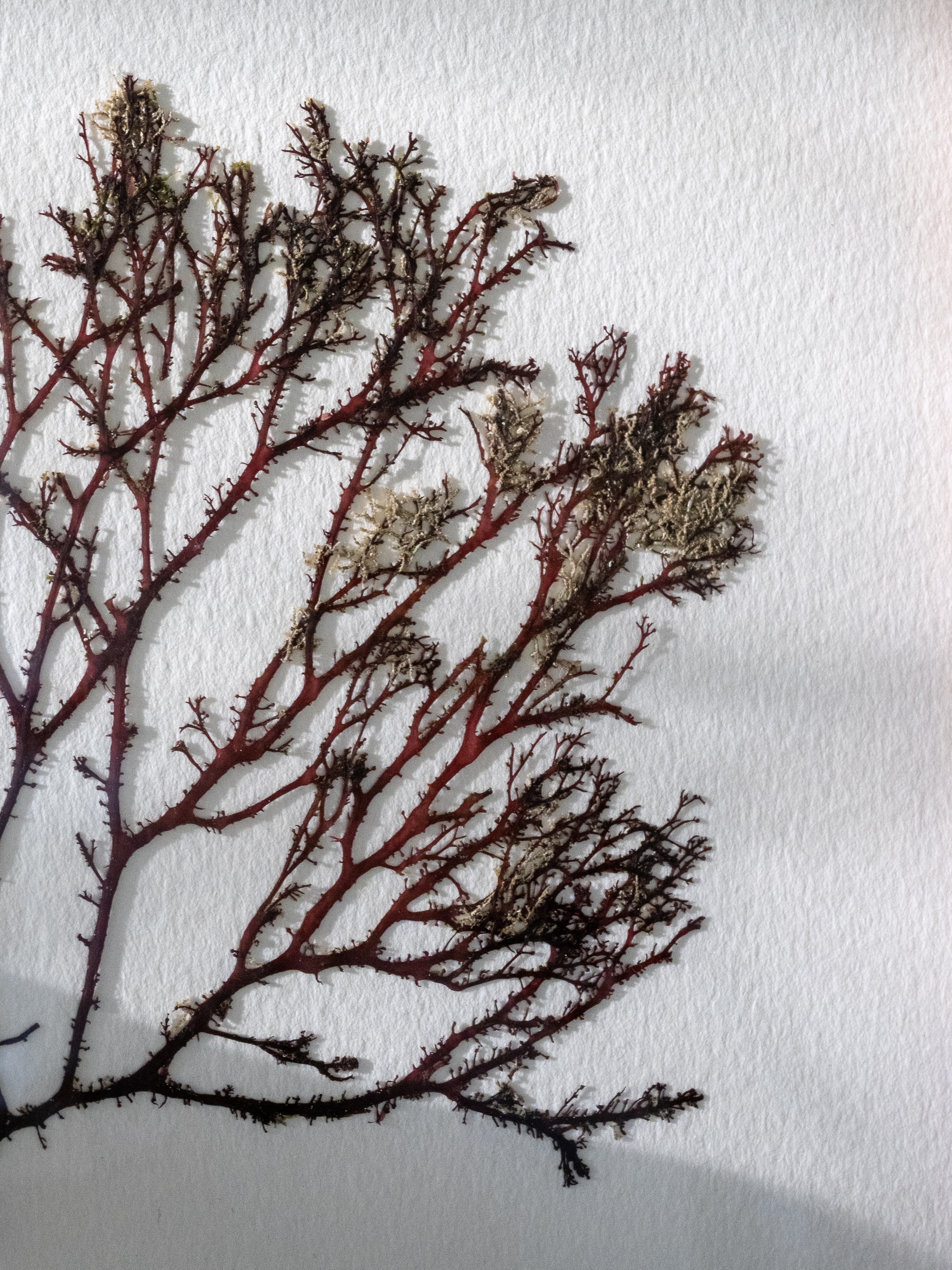 Alguier Jardin Pourpre 💜 - Format 20 x 25 cm