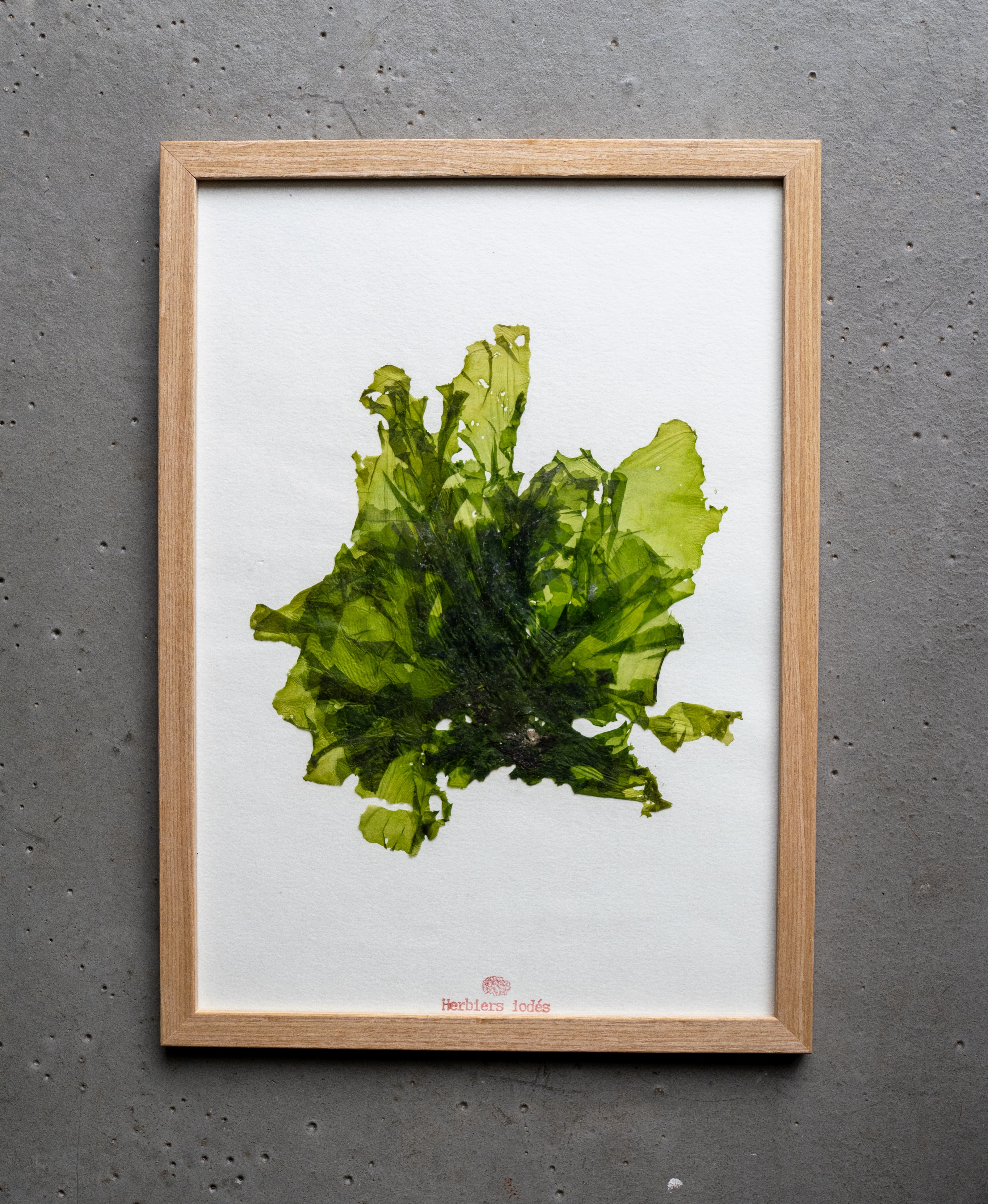 Alguier "Laitue de Mer" 🌊 - Format A4