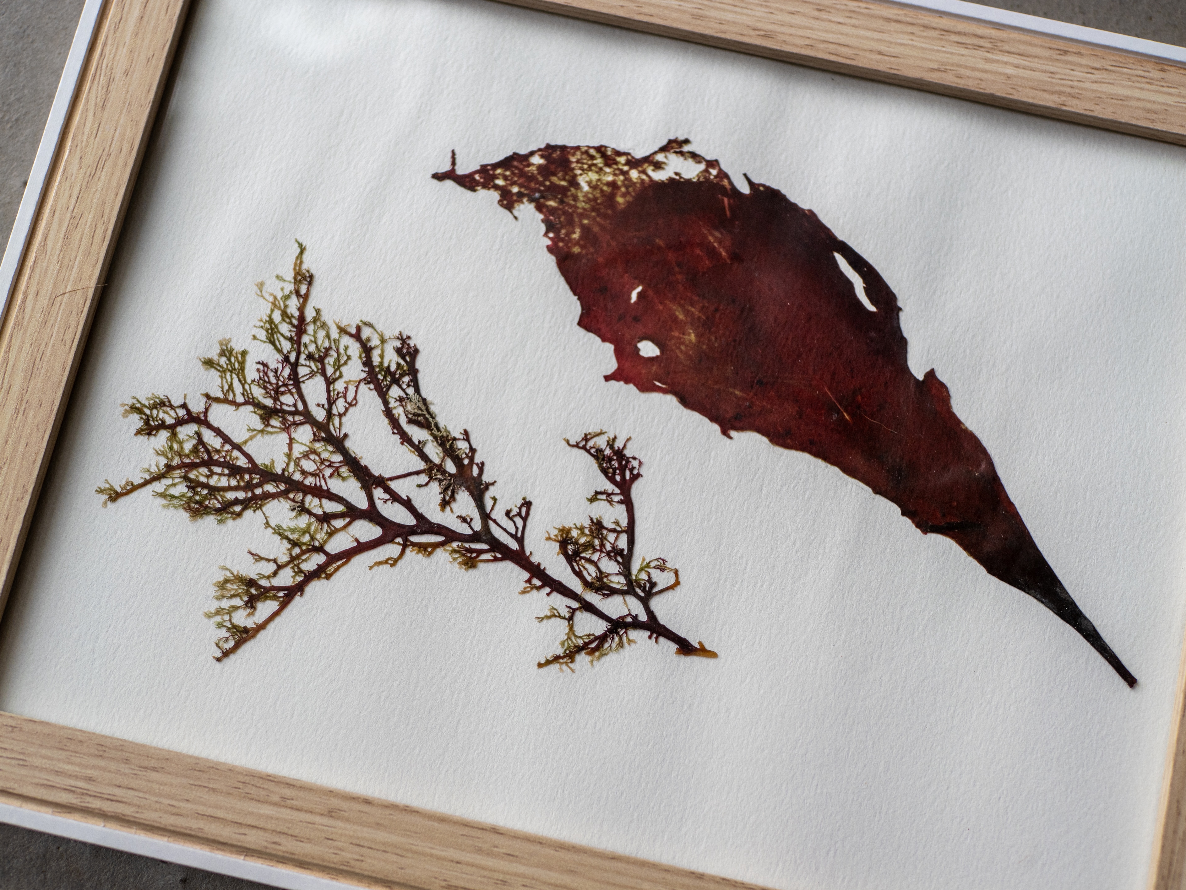 Alguier "Duo Marin" 🌊 - Format 21 X 27 cm