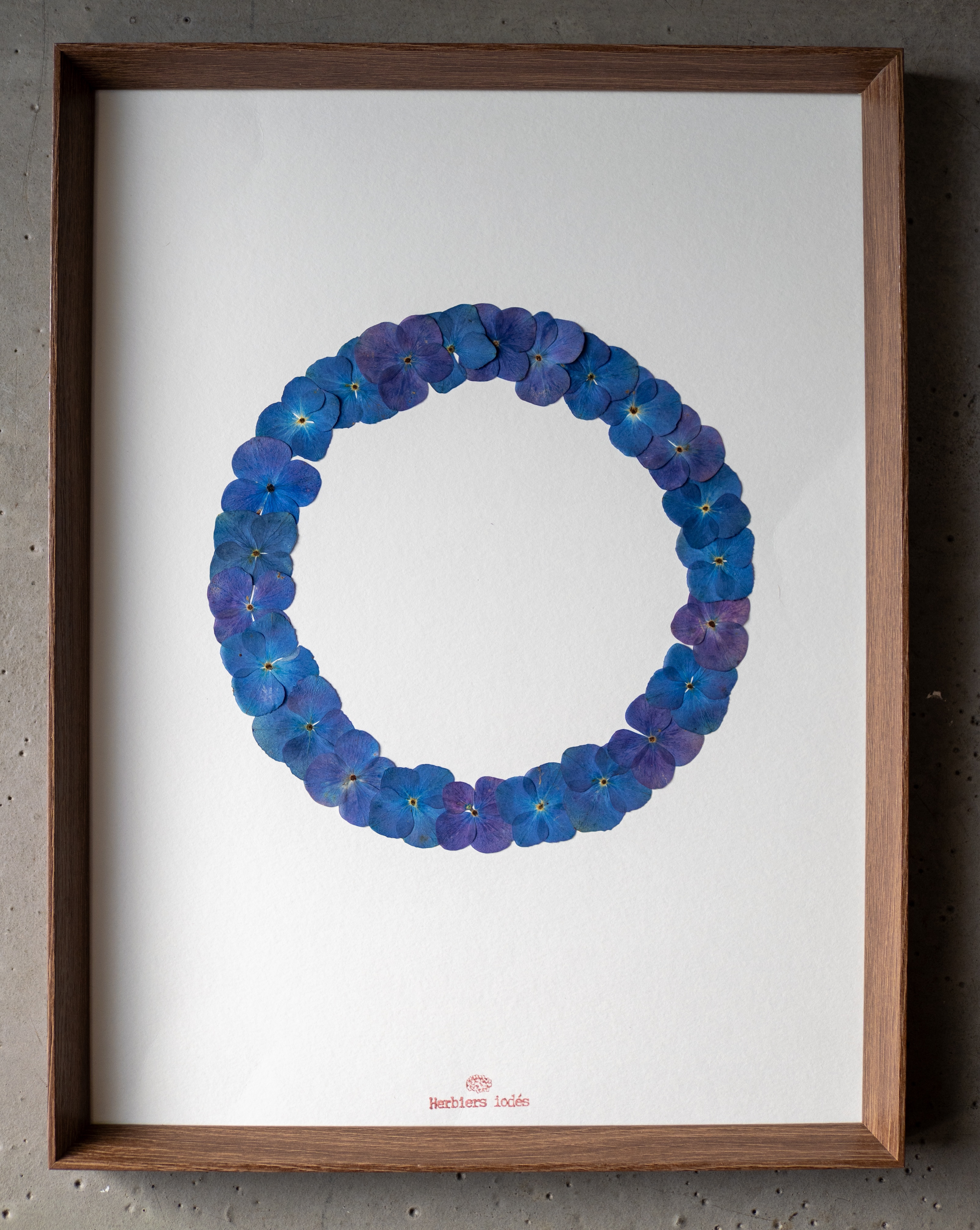 "Cercle Iodé"  Herbier d'hortensias - 30 x 40 cm