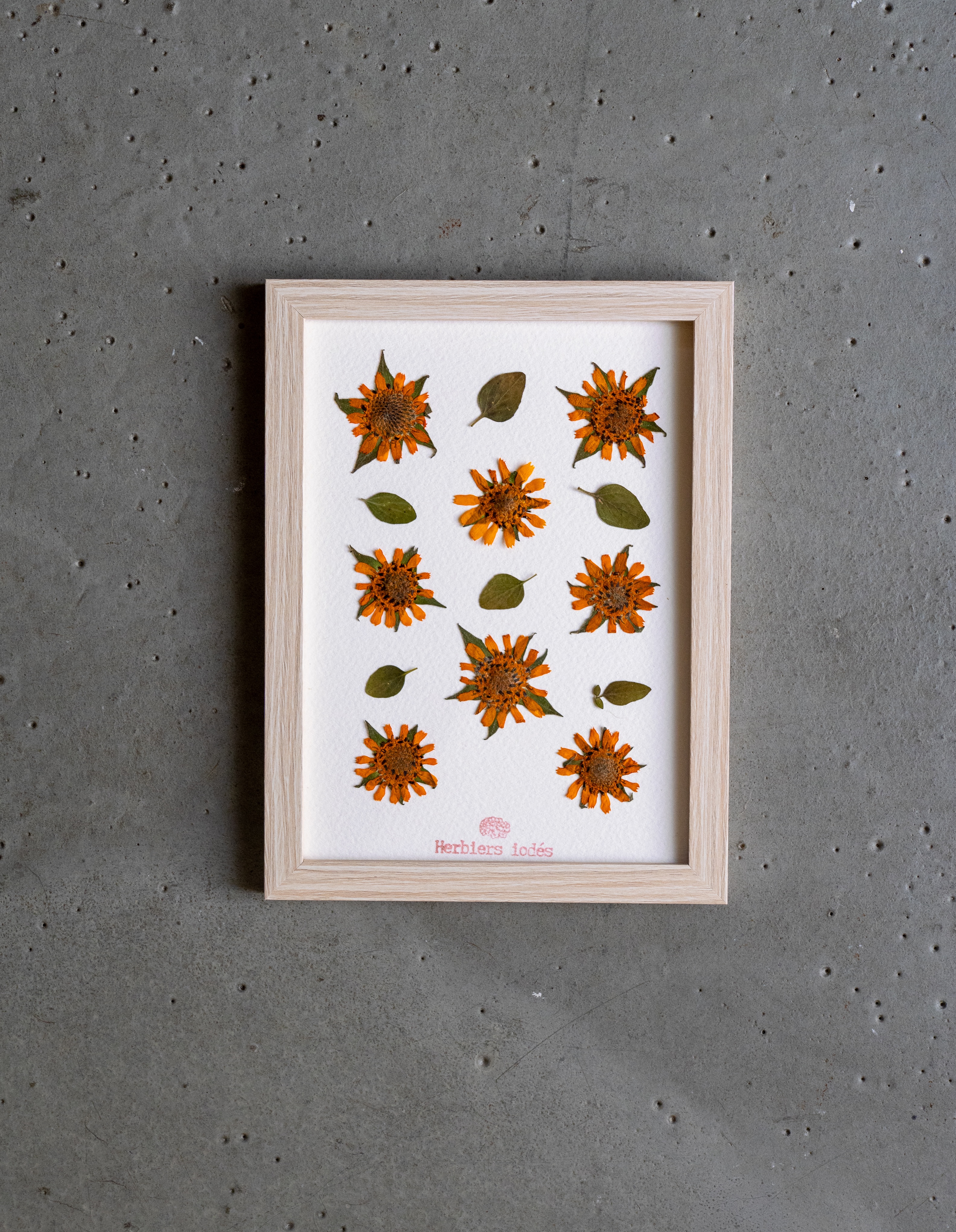 Herbier "Yacon Doré" -  13 x 18 cm