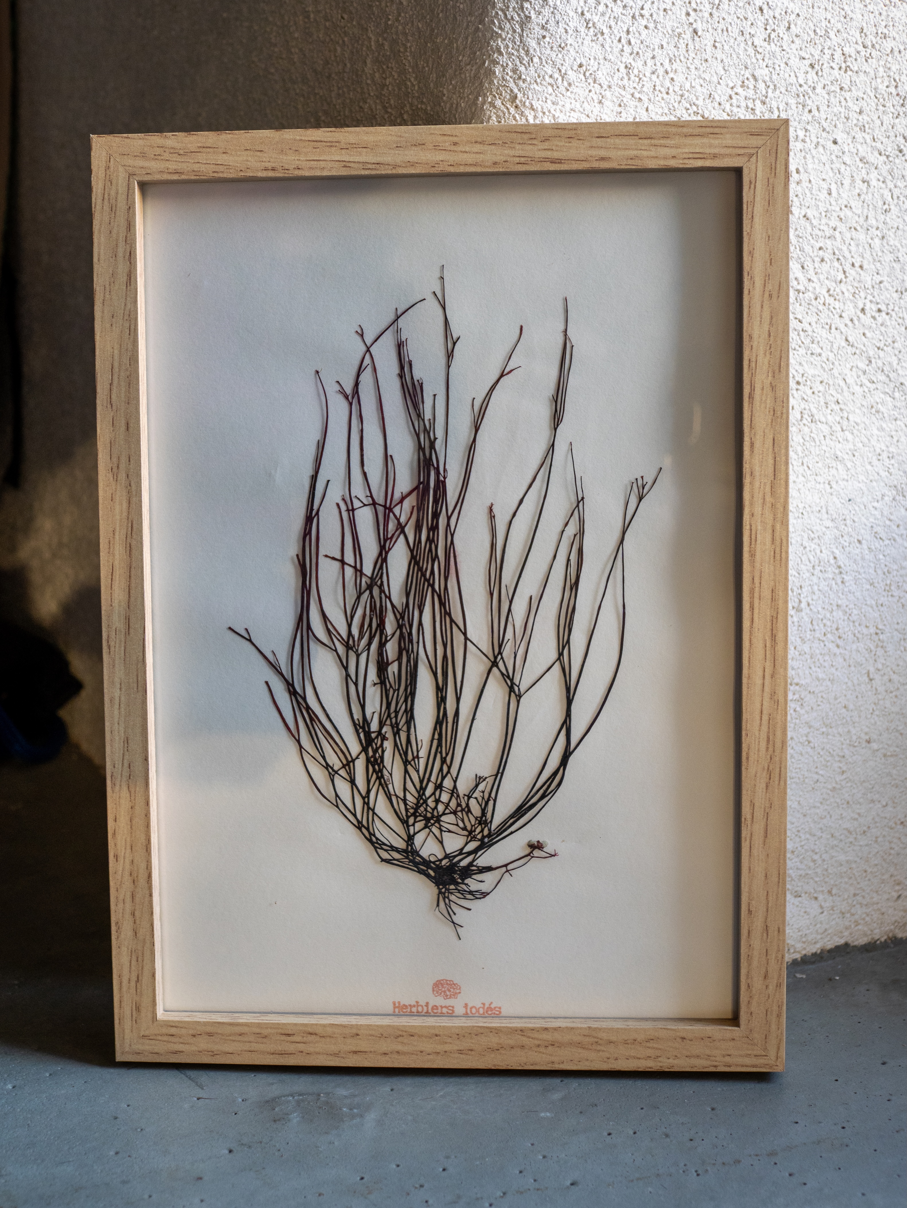 Alguier "Fils d'Océan" 🌊 - Format A4