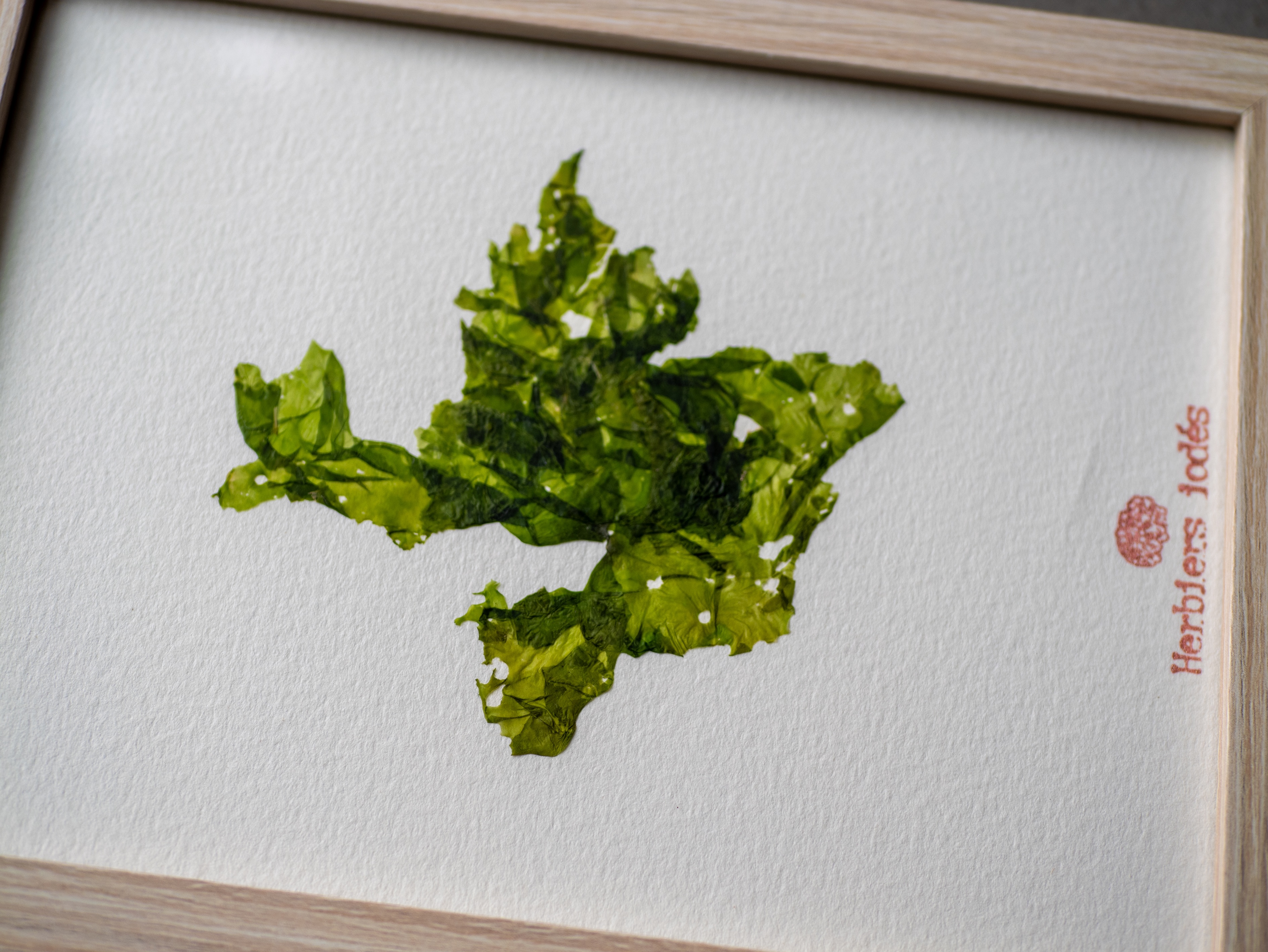 Alguier "Laitue de Mer" 🌊 - Format 13 X 18 cm