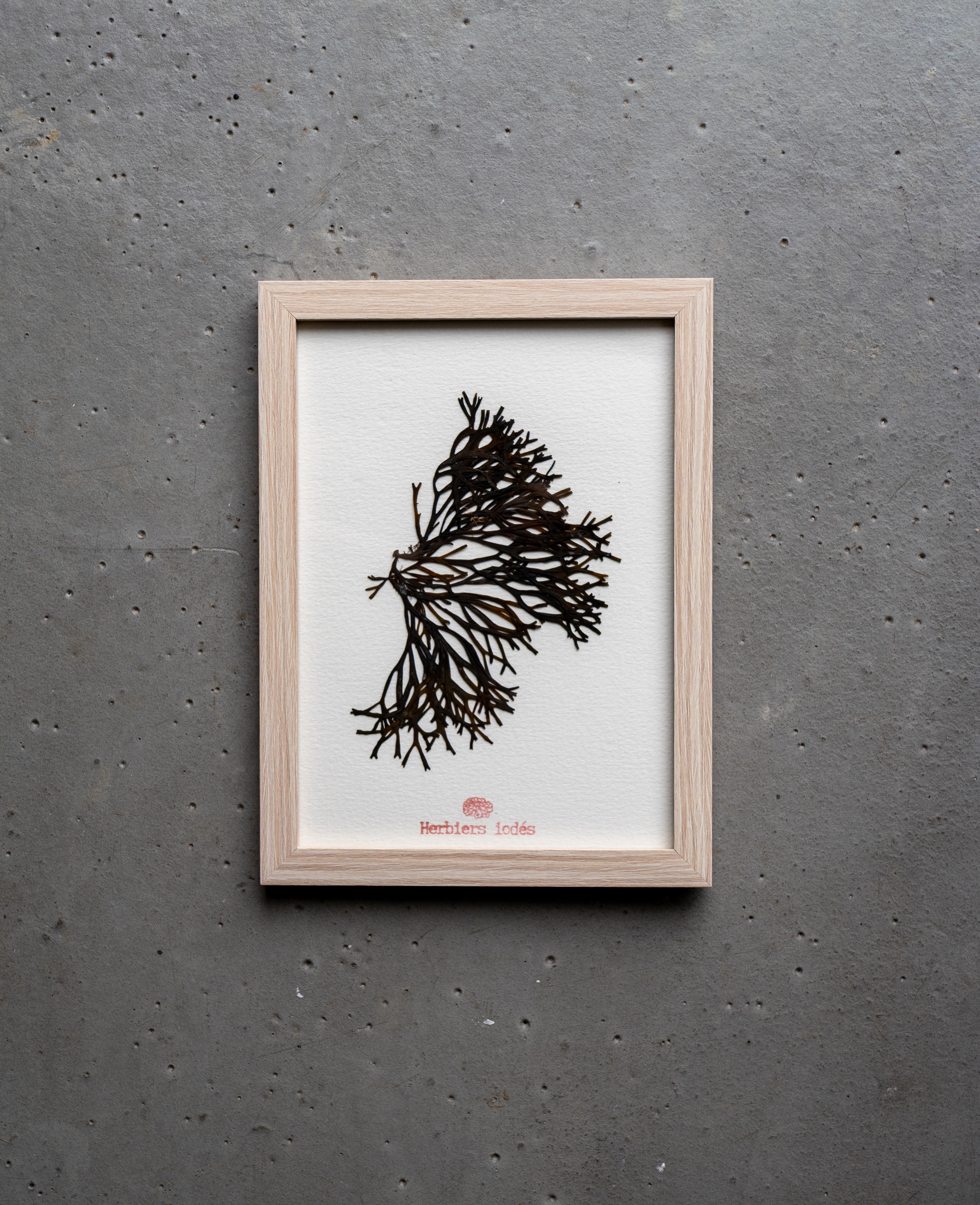 Alguier "Arbre de Mer" 🌊 - Format 13 X 18 cm