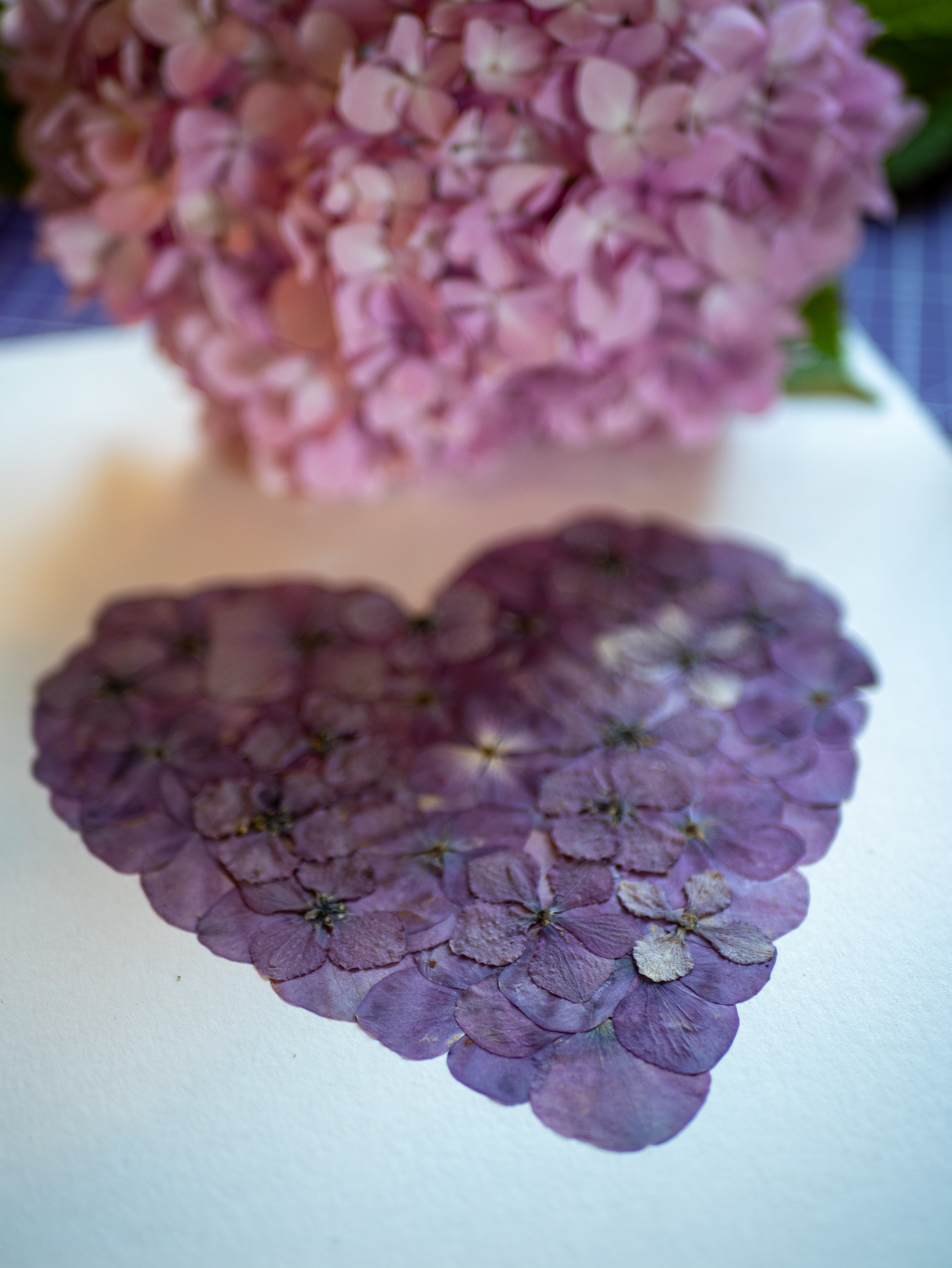 Herbier "Coeur Mauve de Bretagne"