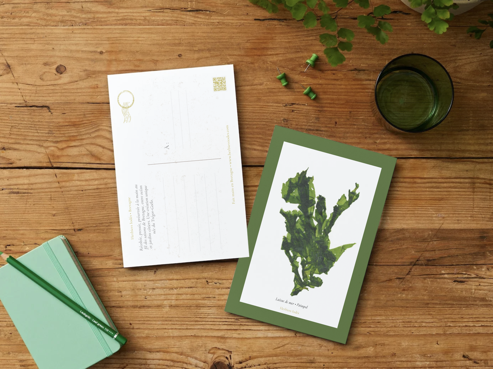 Carte postale "Laitue de mer"