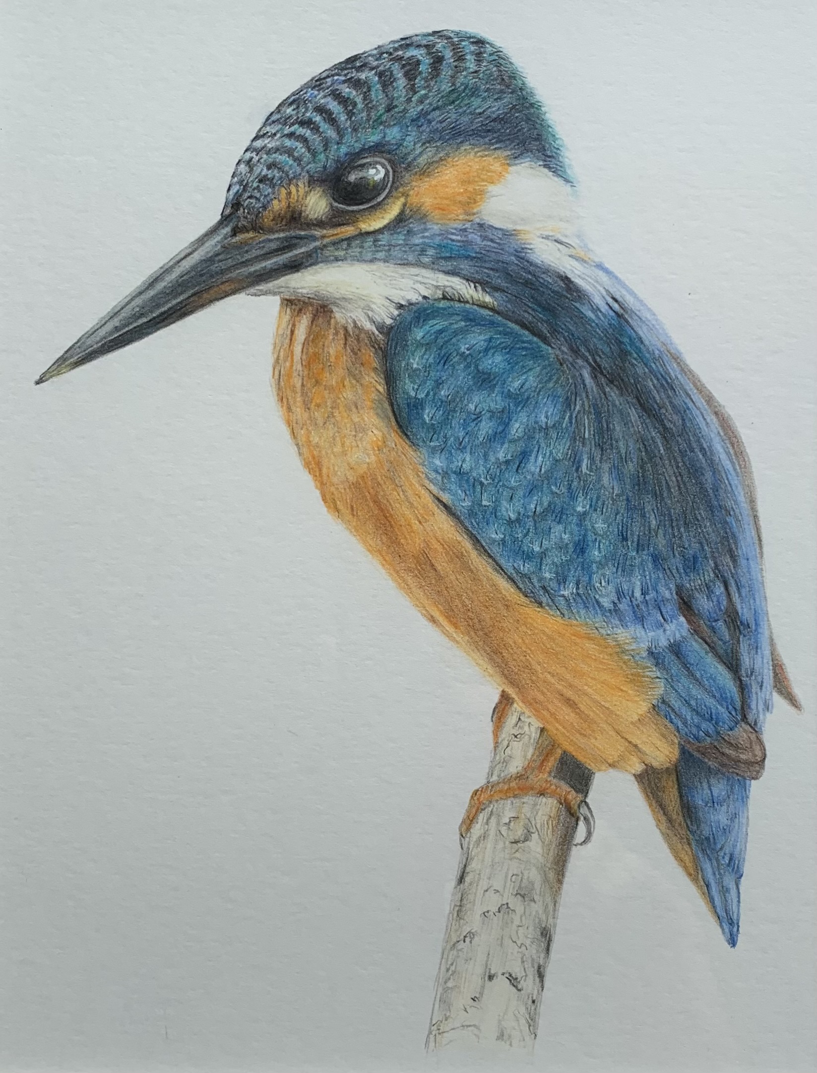 ‘Patience’ Print