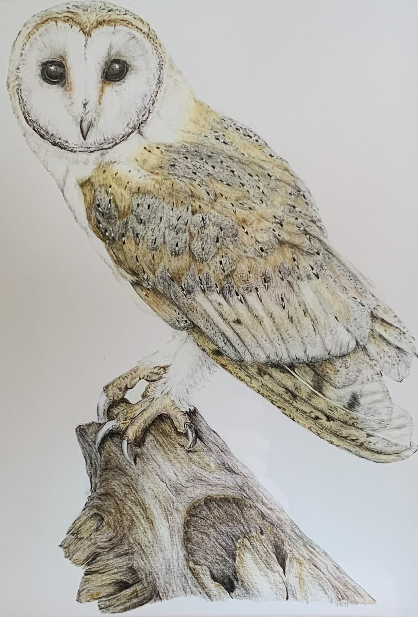 ‘Watching’ - Original