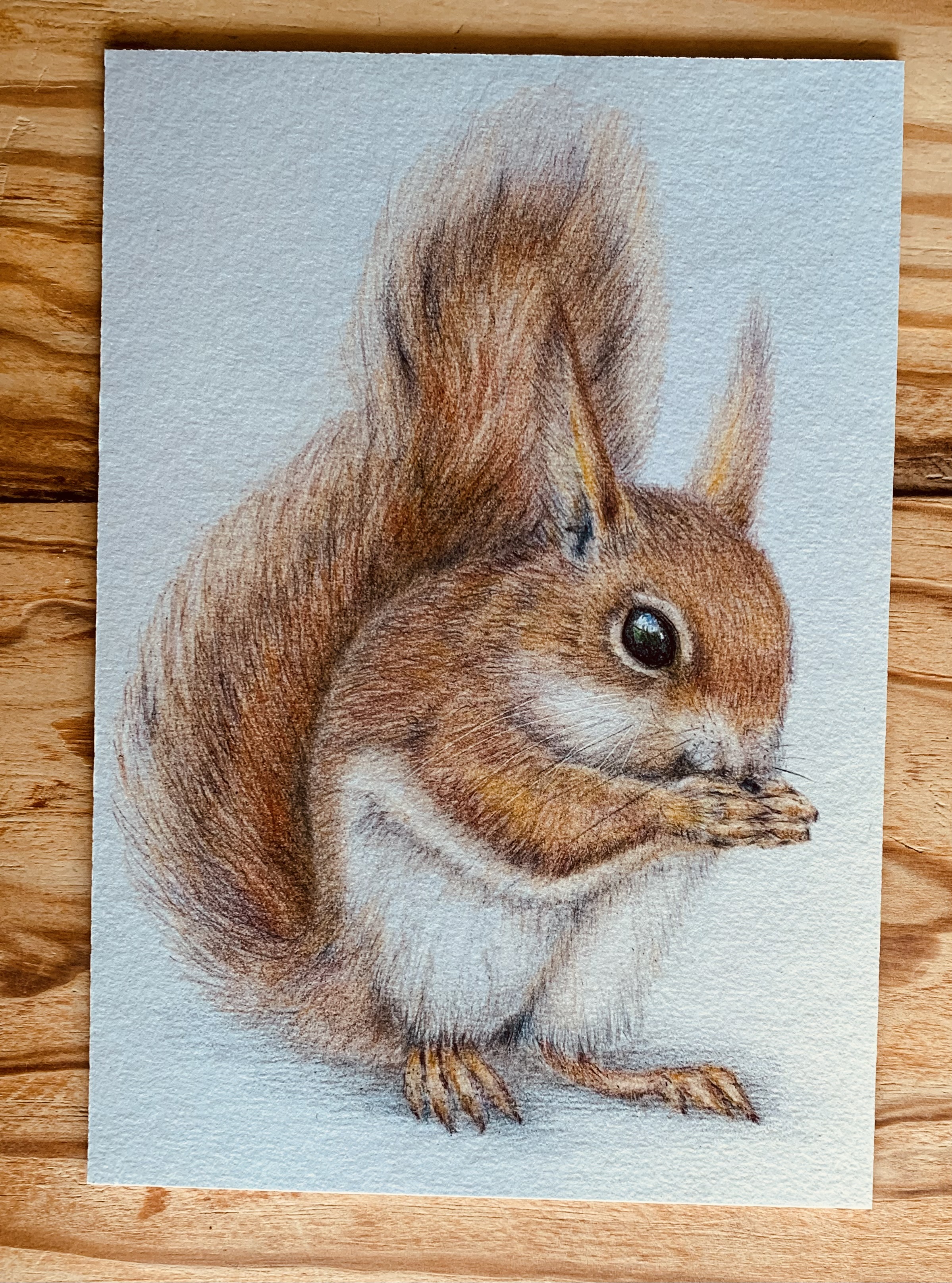 Red Squirrel print