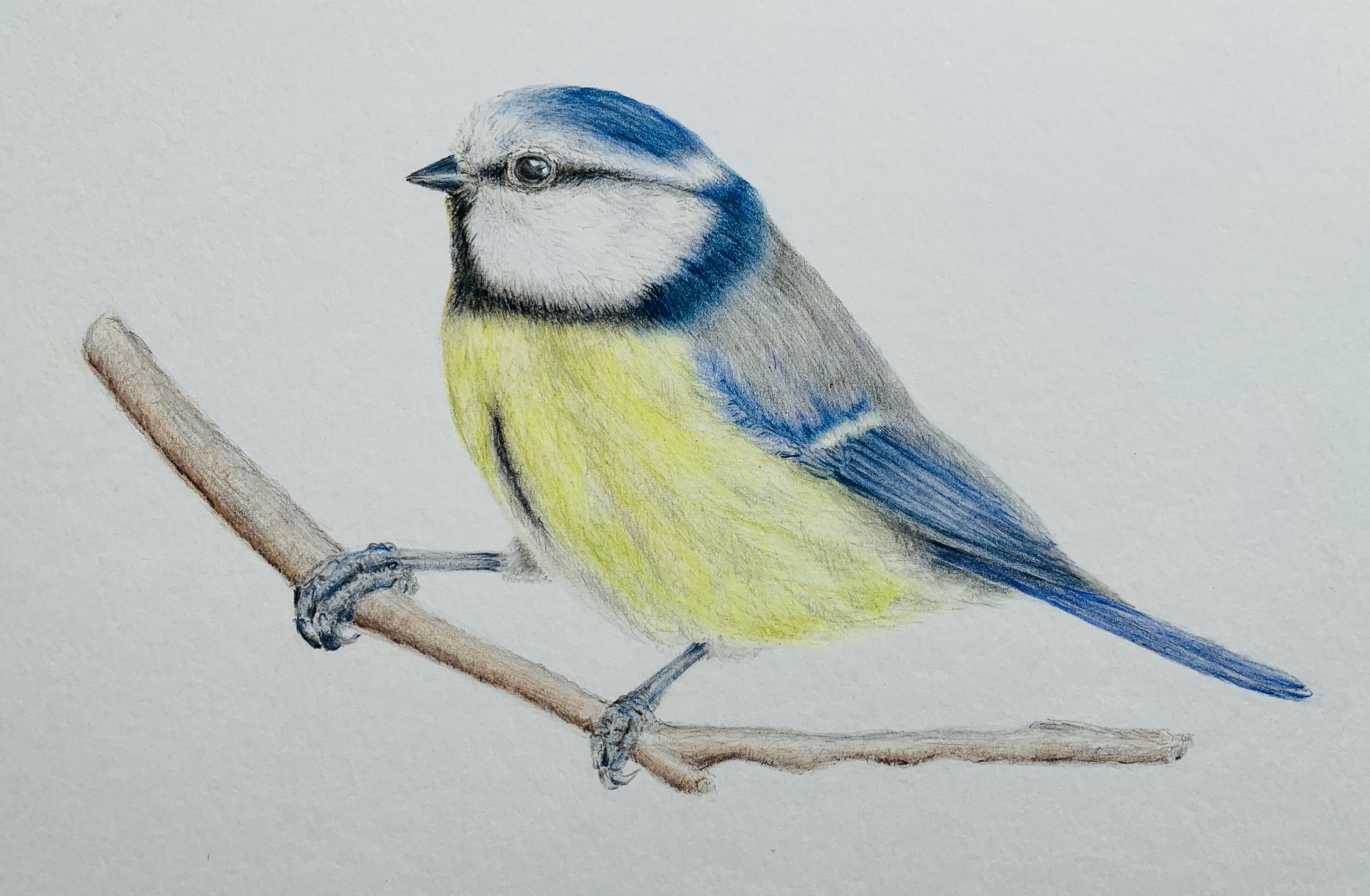 Blue Tit Print