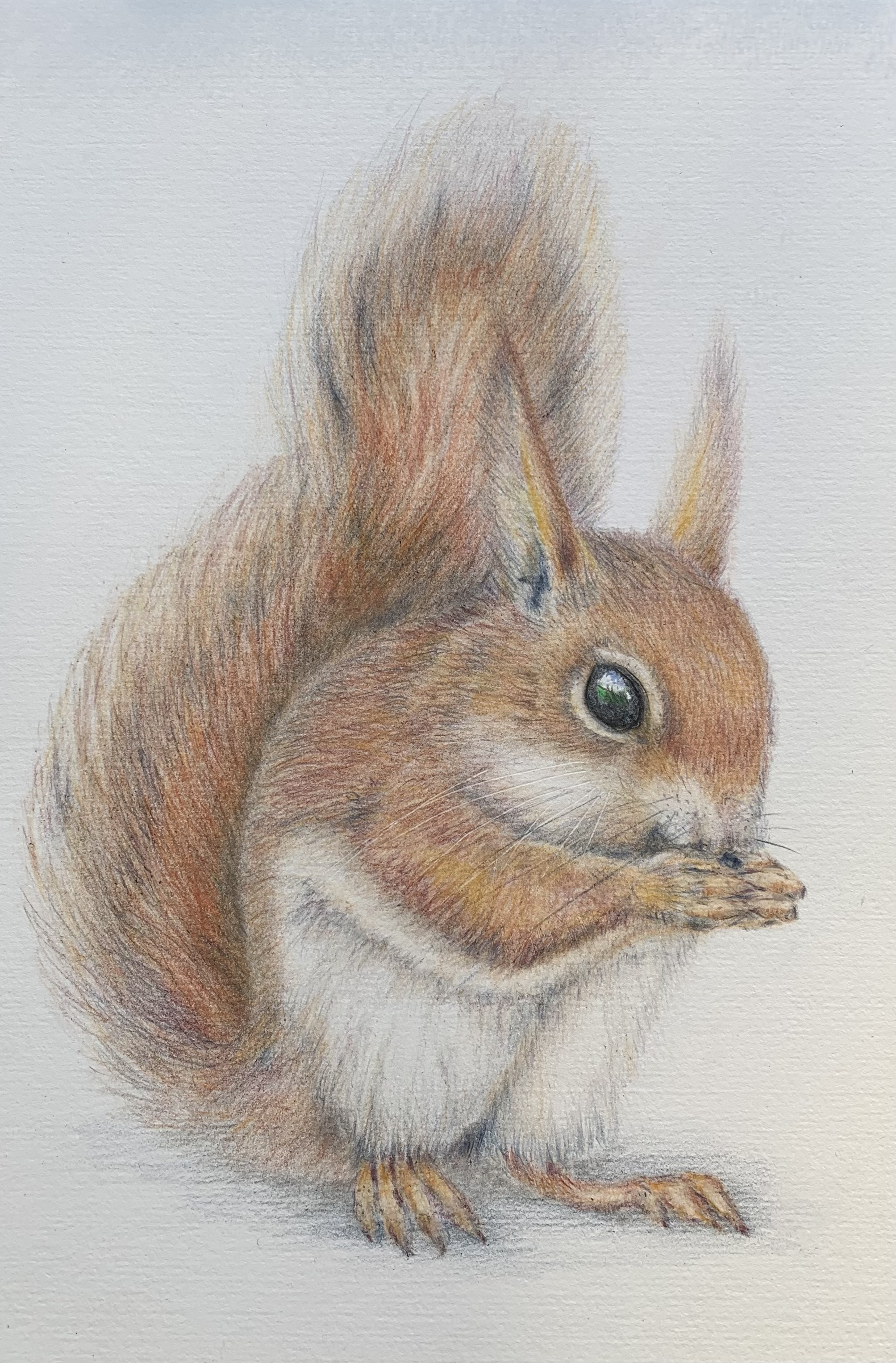Red Squirrel print