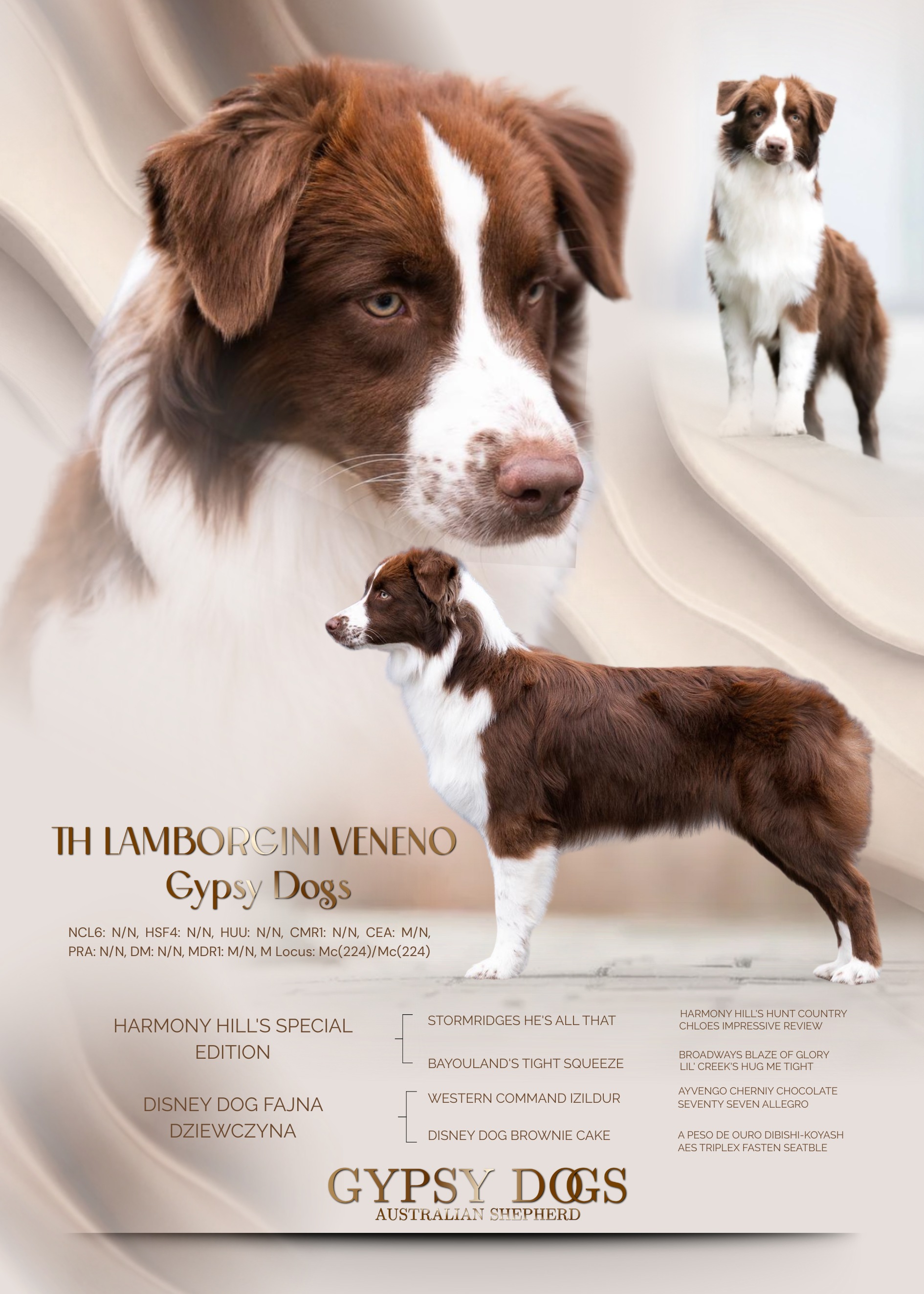 STUDDOG/BITCH POSTER