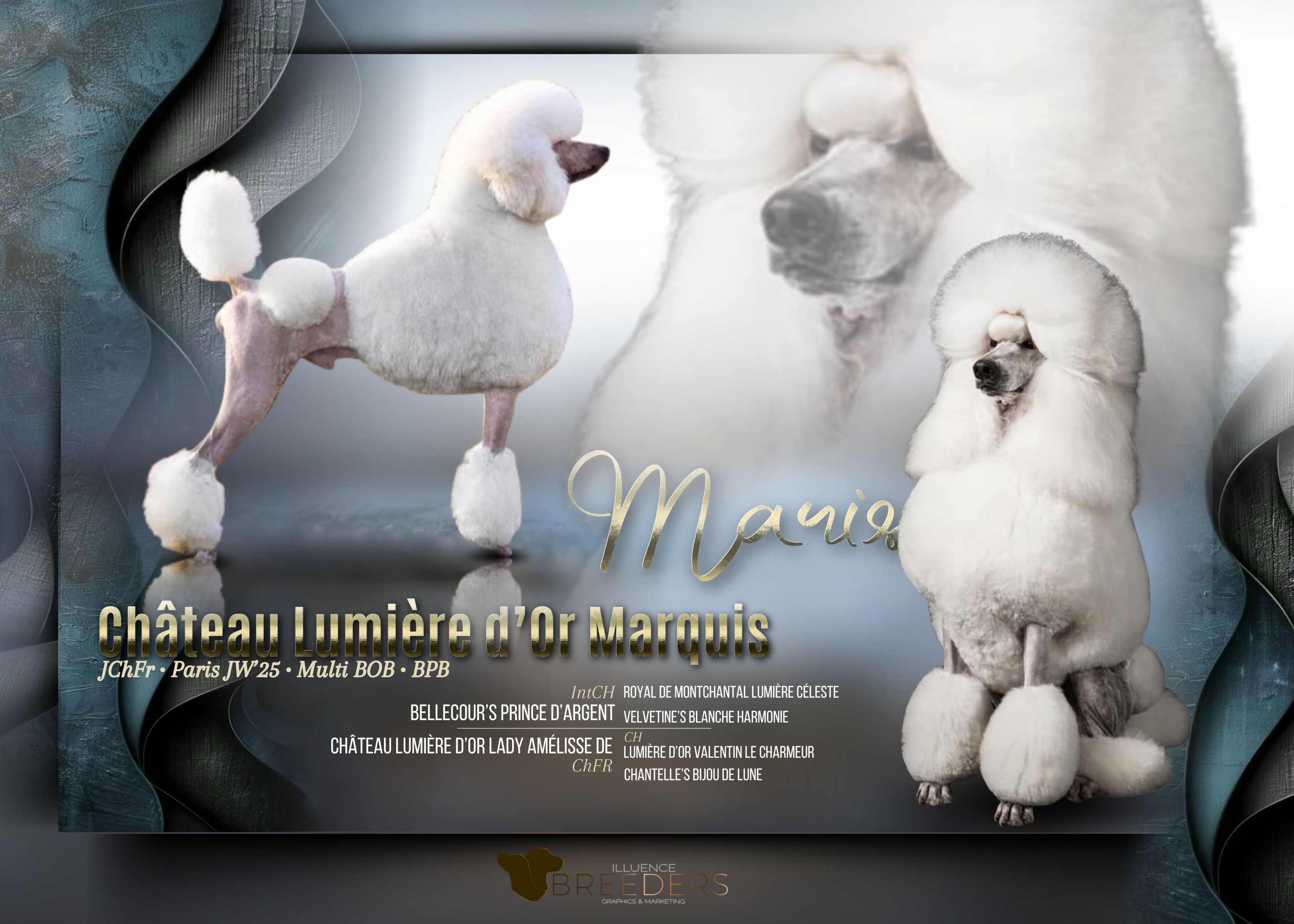 STUDDOG/BITCH POSTER