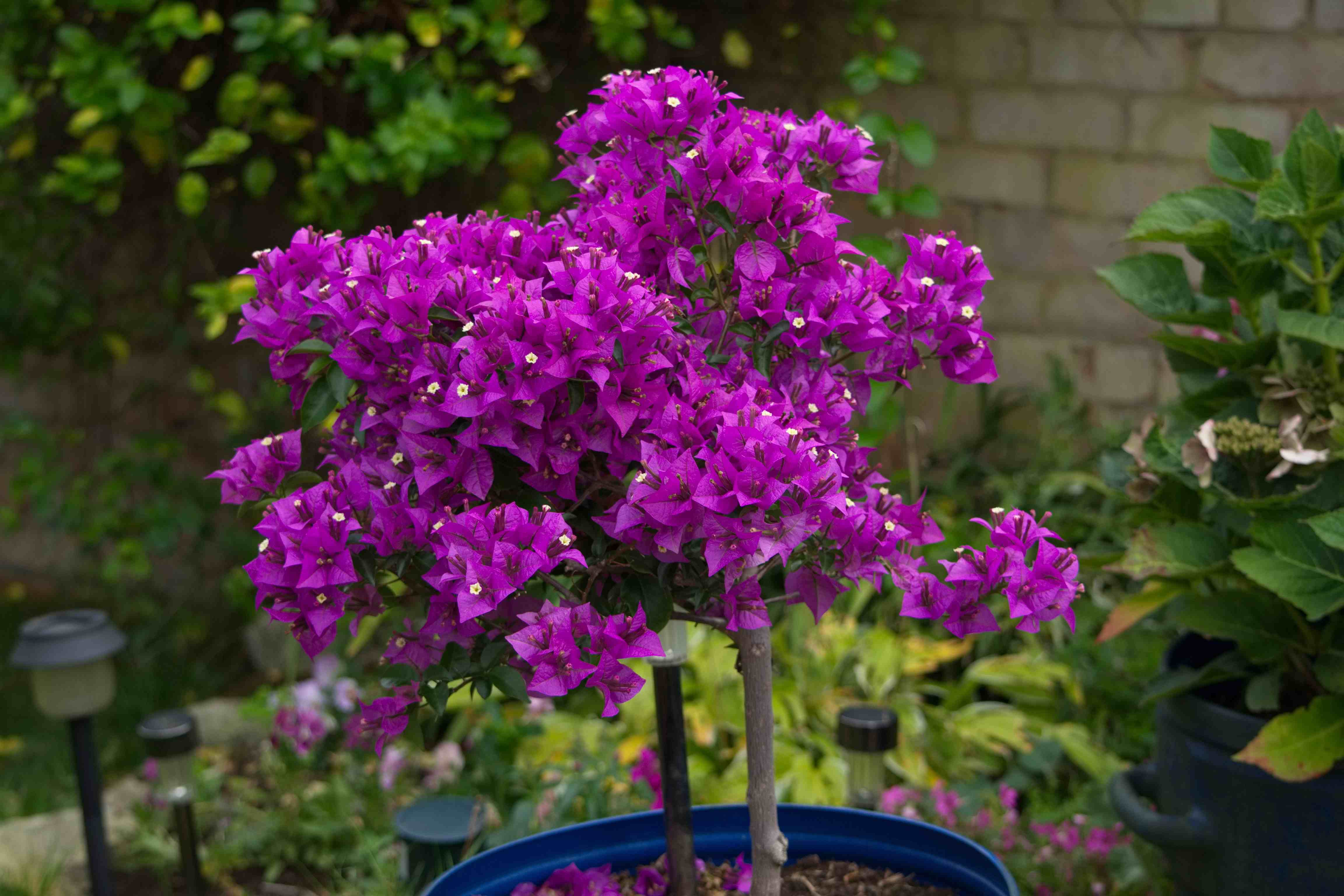 Bougainvilea
