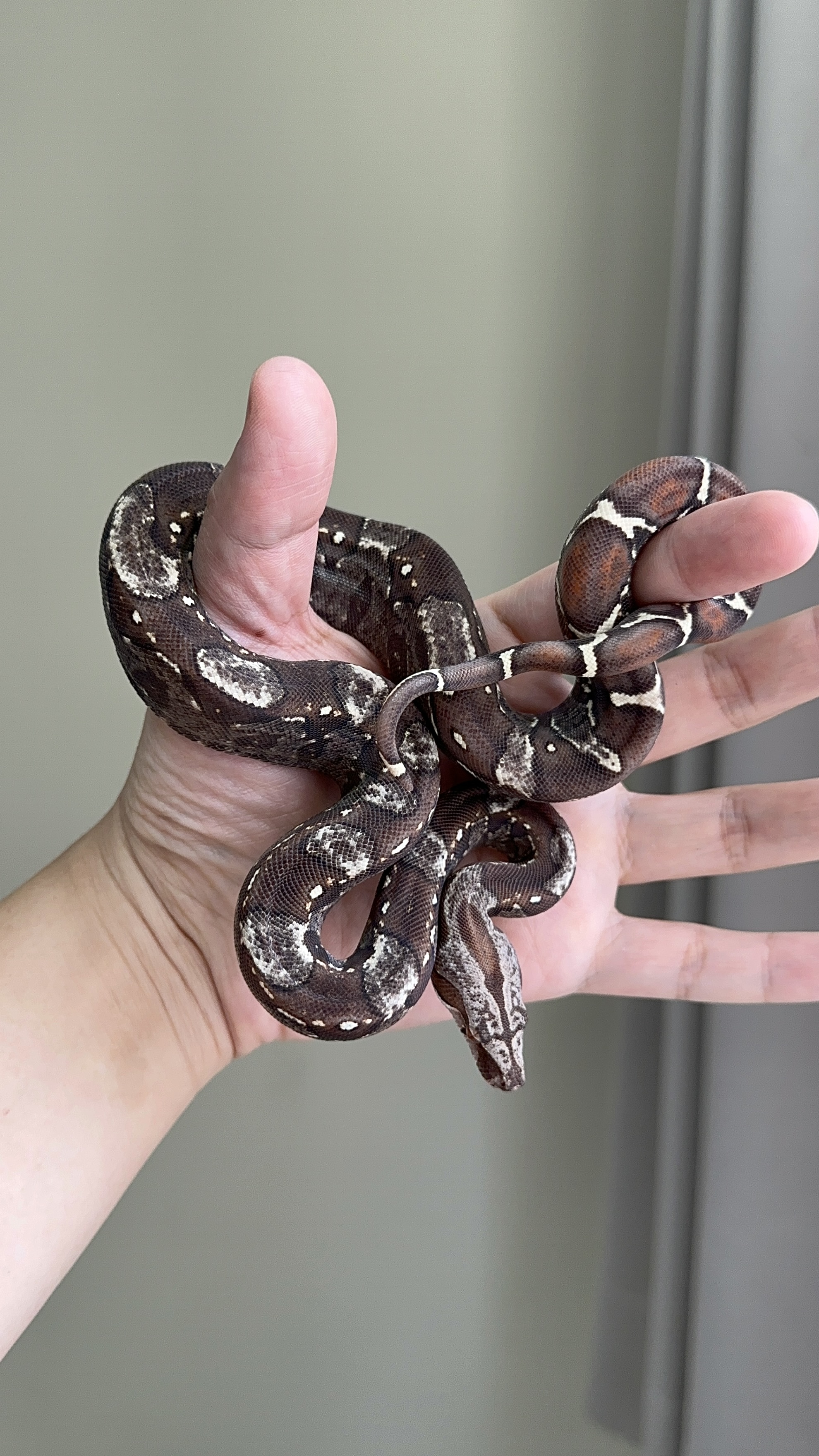 2025 ♀ IMG VPI het66%Sharp(pos Jungle)
