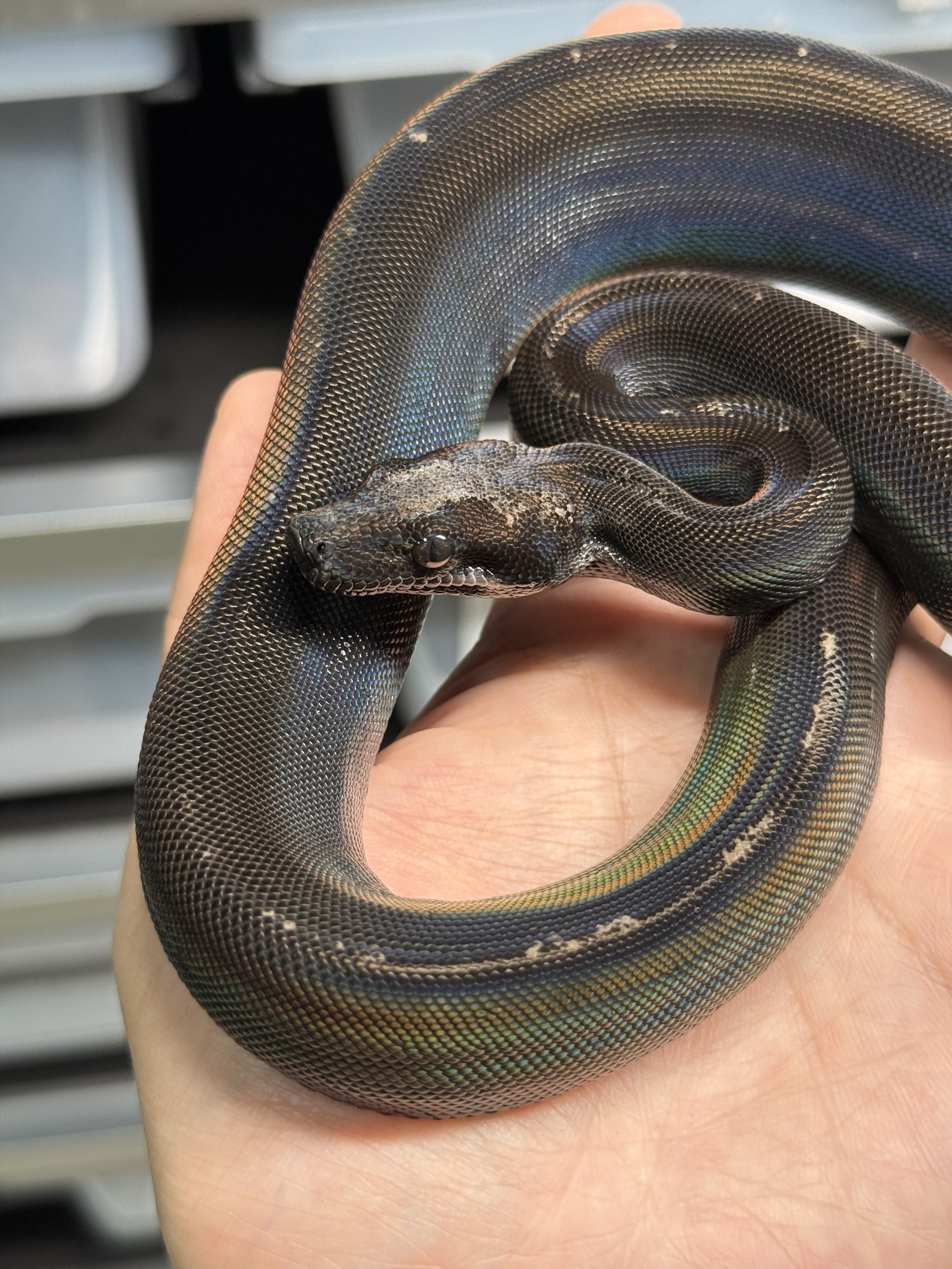 2025 ♂ IMG Motley het Leopard