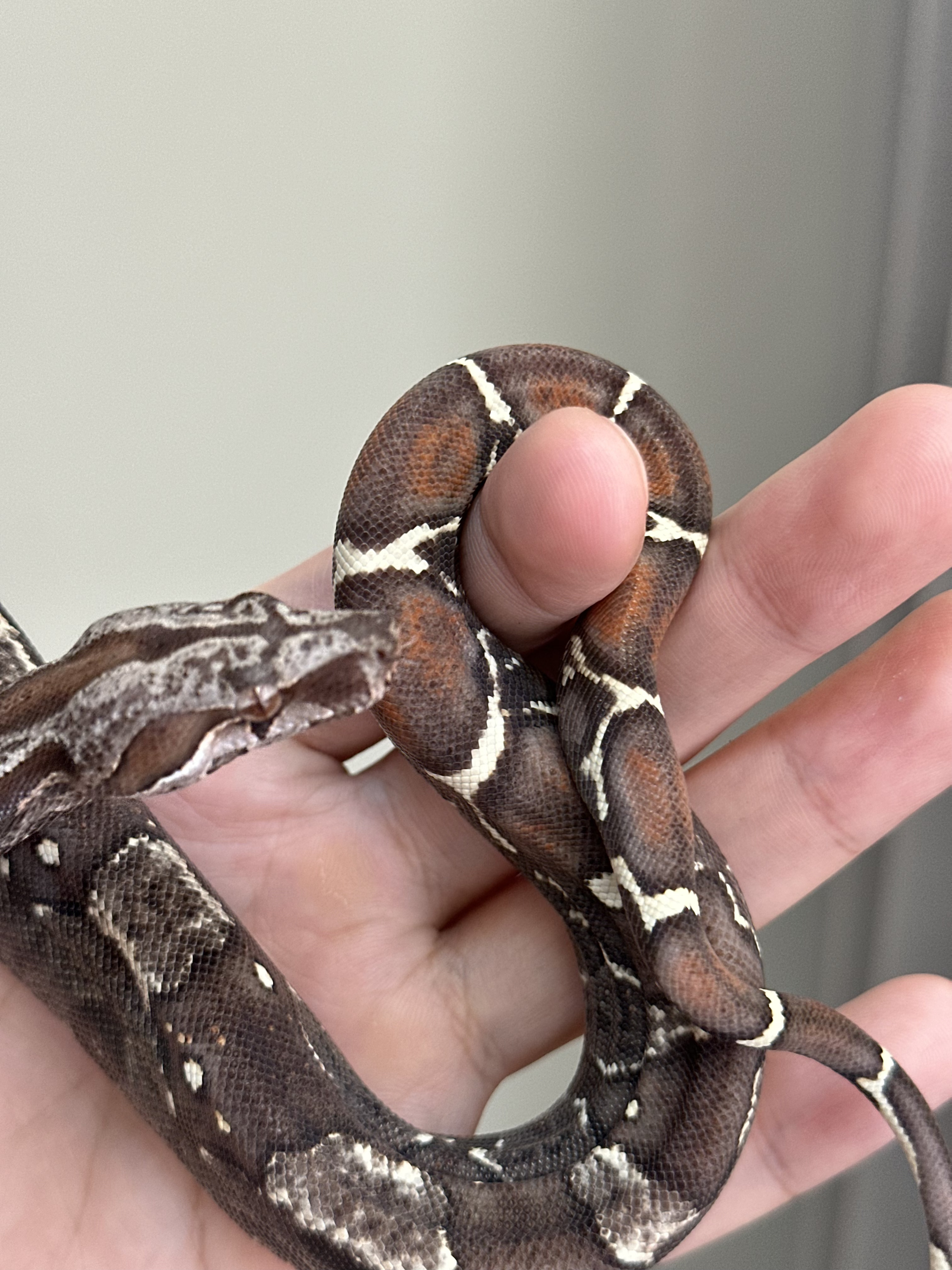 2025 ♀ IMG VPI het66%Sharp(pos Jungle)