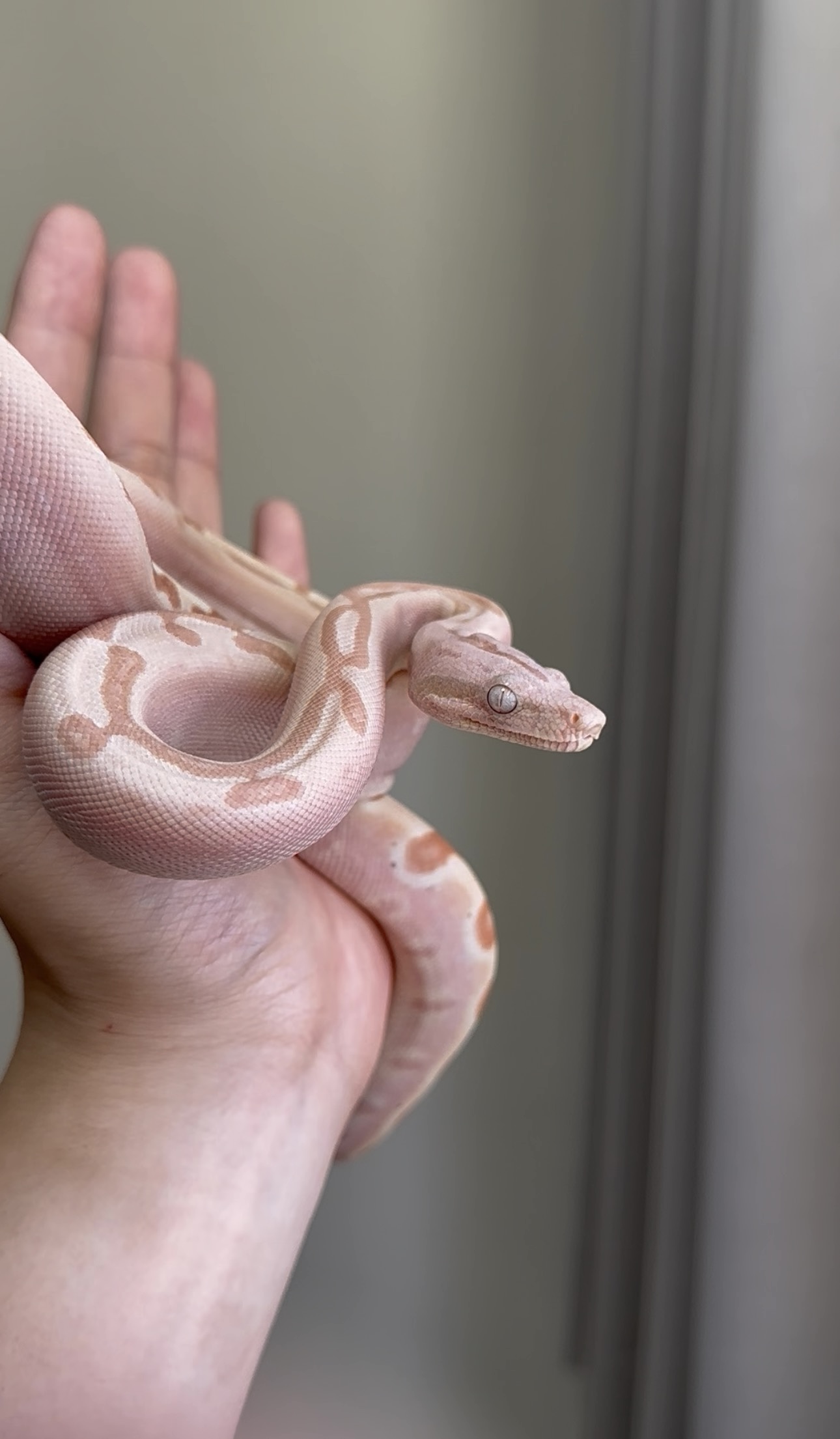 2025 ♂ VPI Sunglow Labyrinth Jungle het66%Blood