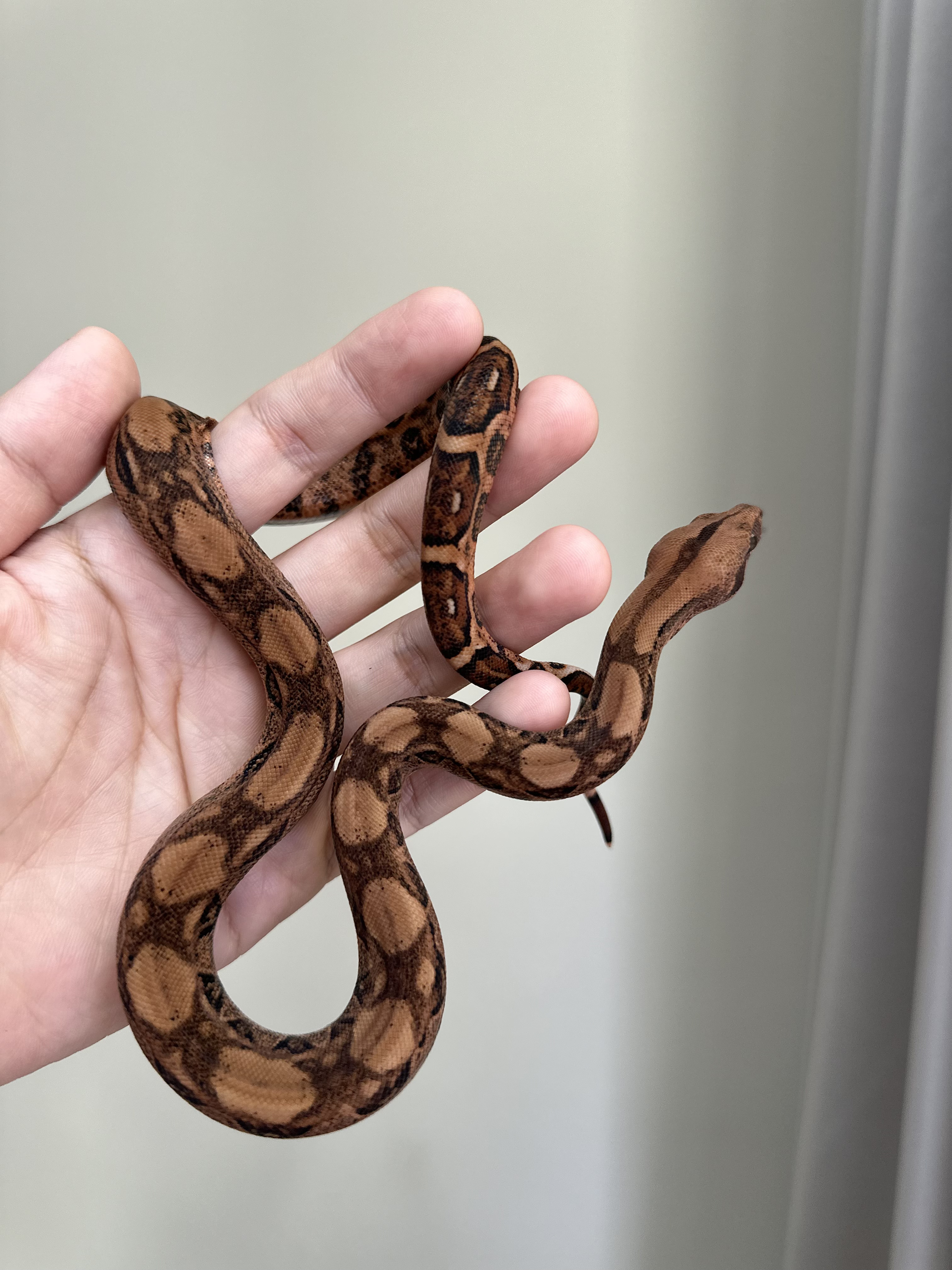 2025 ♀ Blood het RedDragon 50%Leopard 