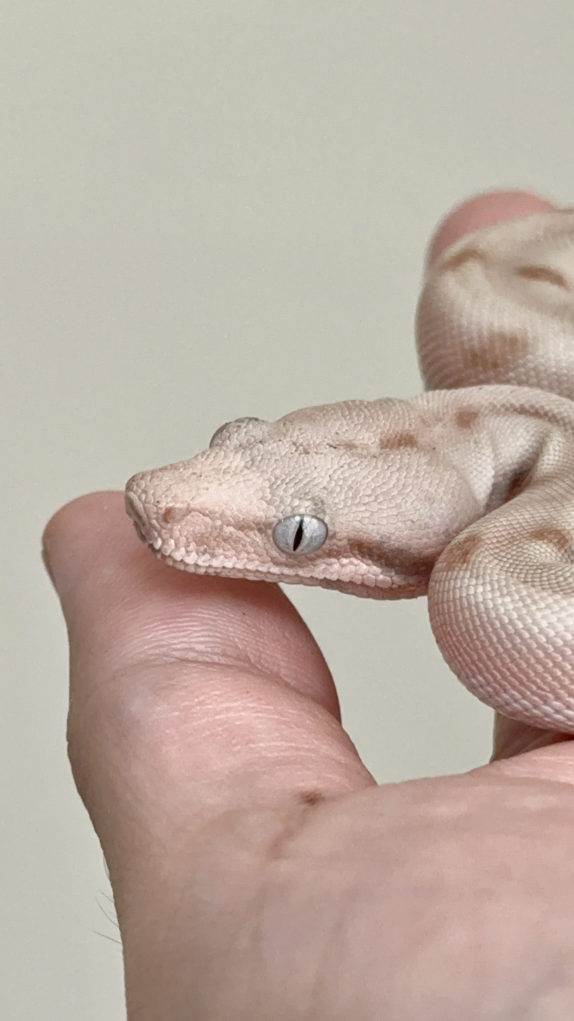 2025 ♀ Super Hypo Fire Labyrinth het VPI