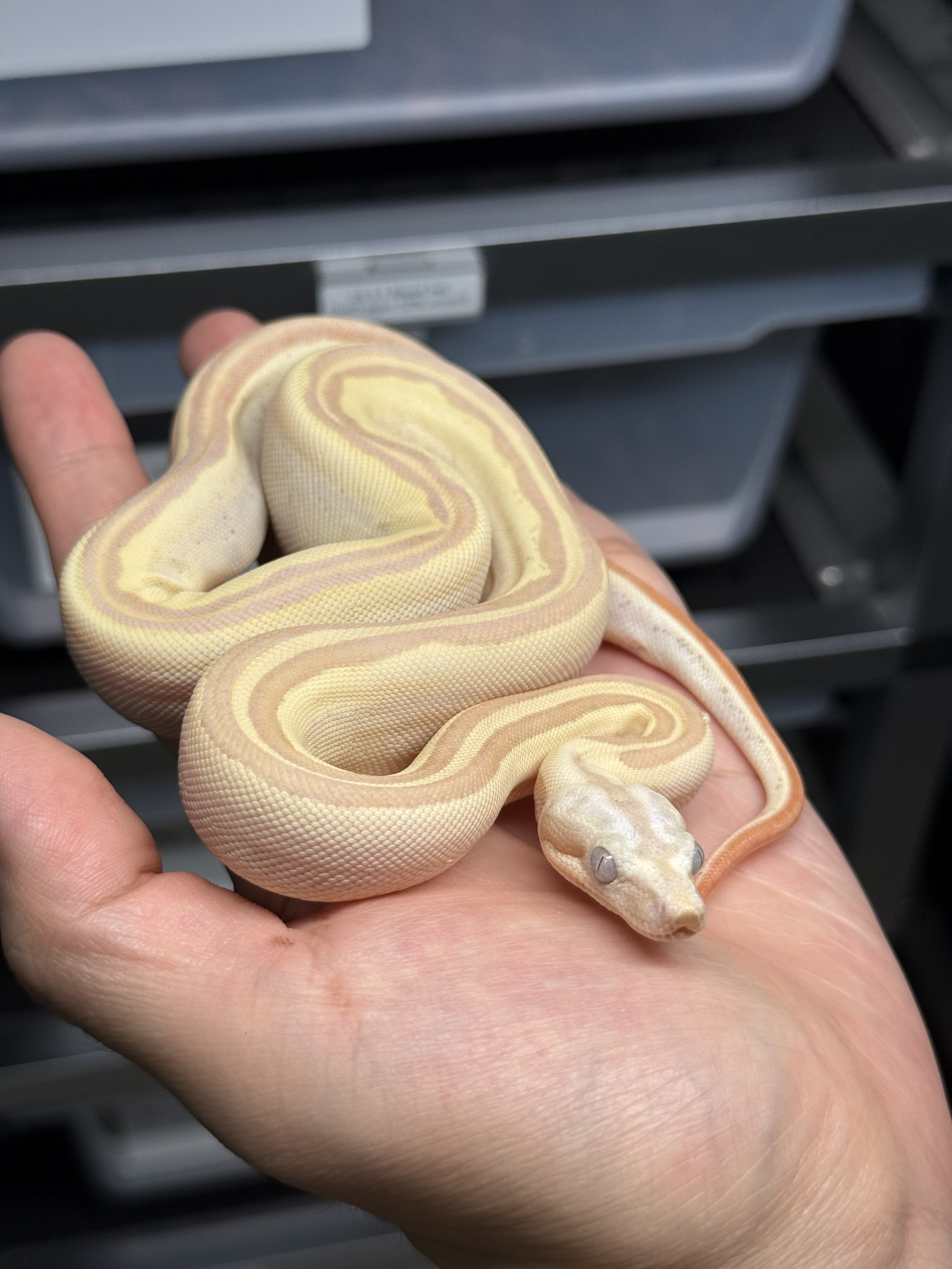 2025 ♂ VPI Sunglow Labyrinth Motley het50% Anery