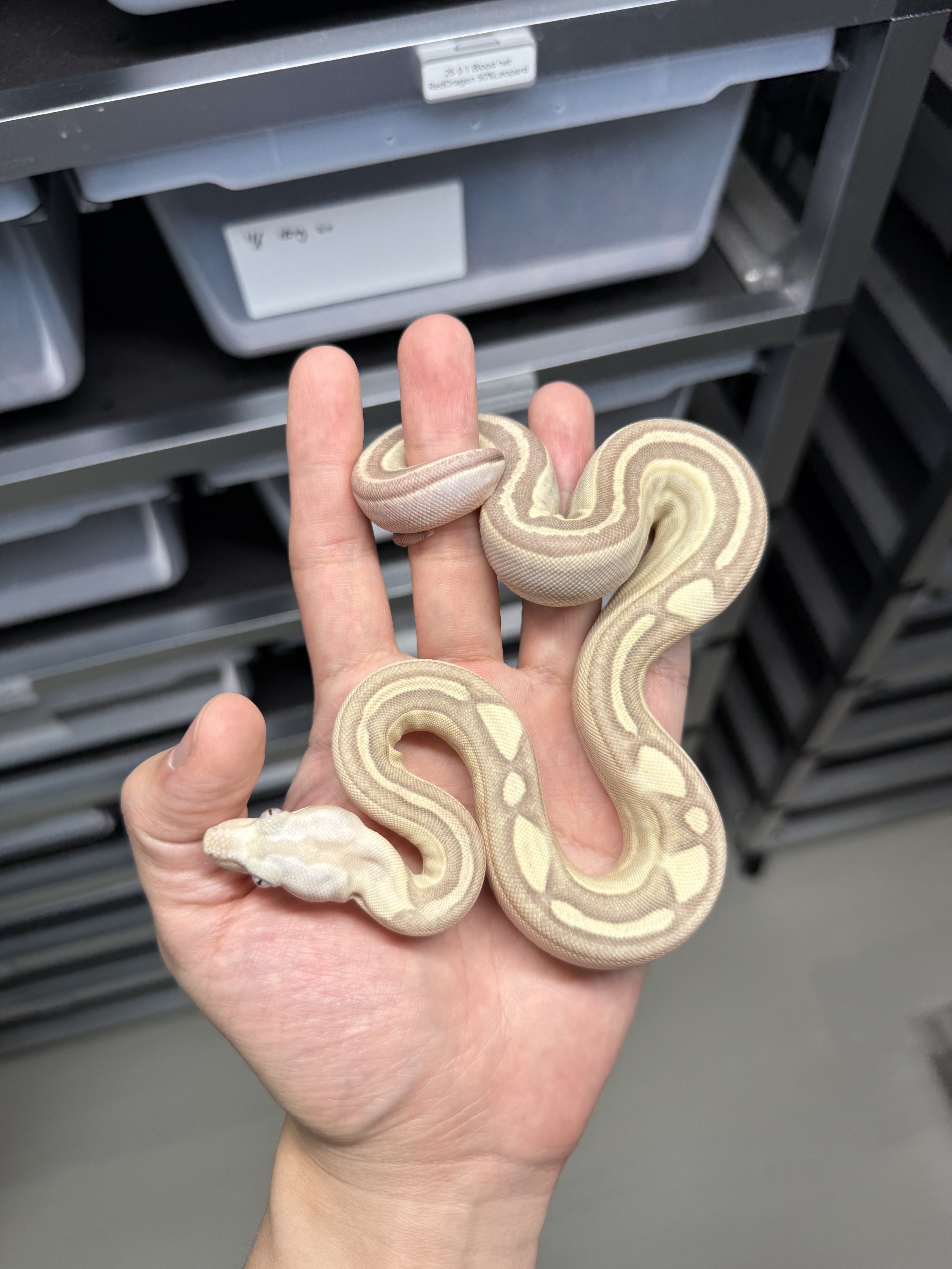 2025 ♀  VPI  Labyrinth Motley het50% Anery