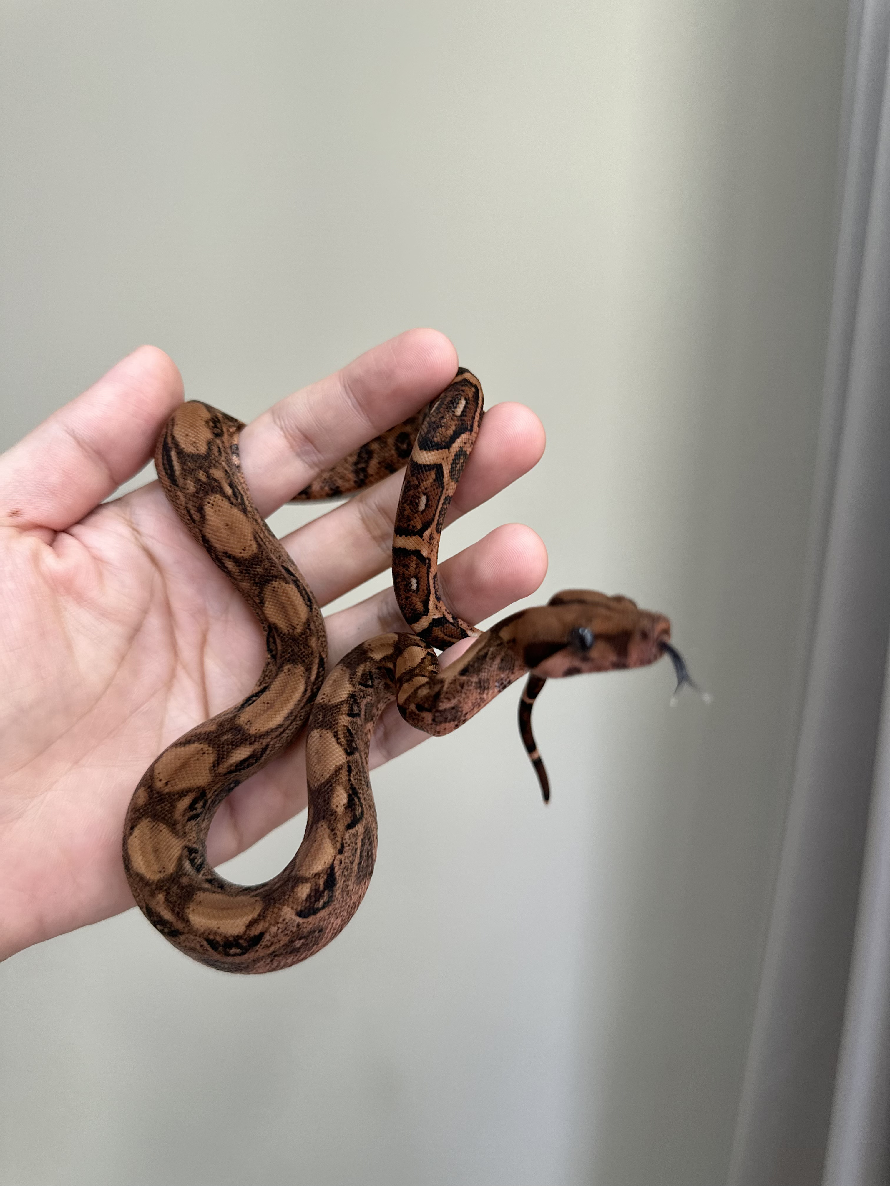 2025 ♀ Blood het RedDragon 50%Leopard 