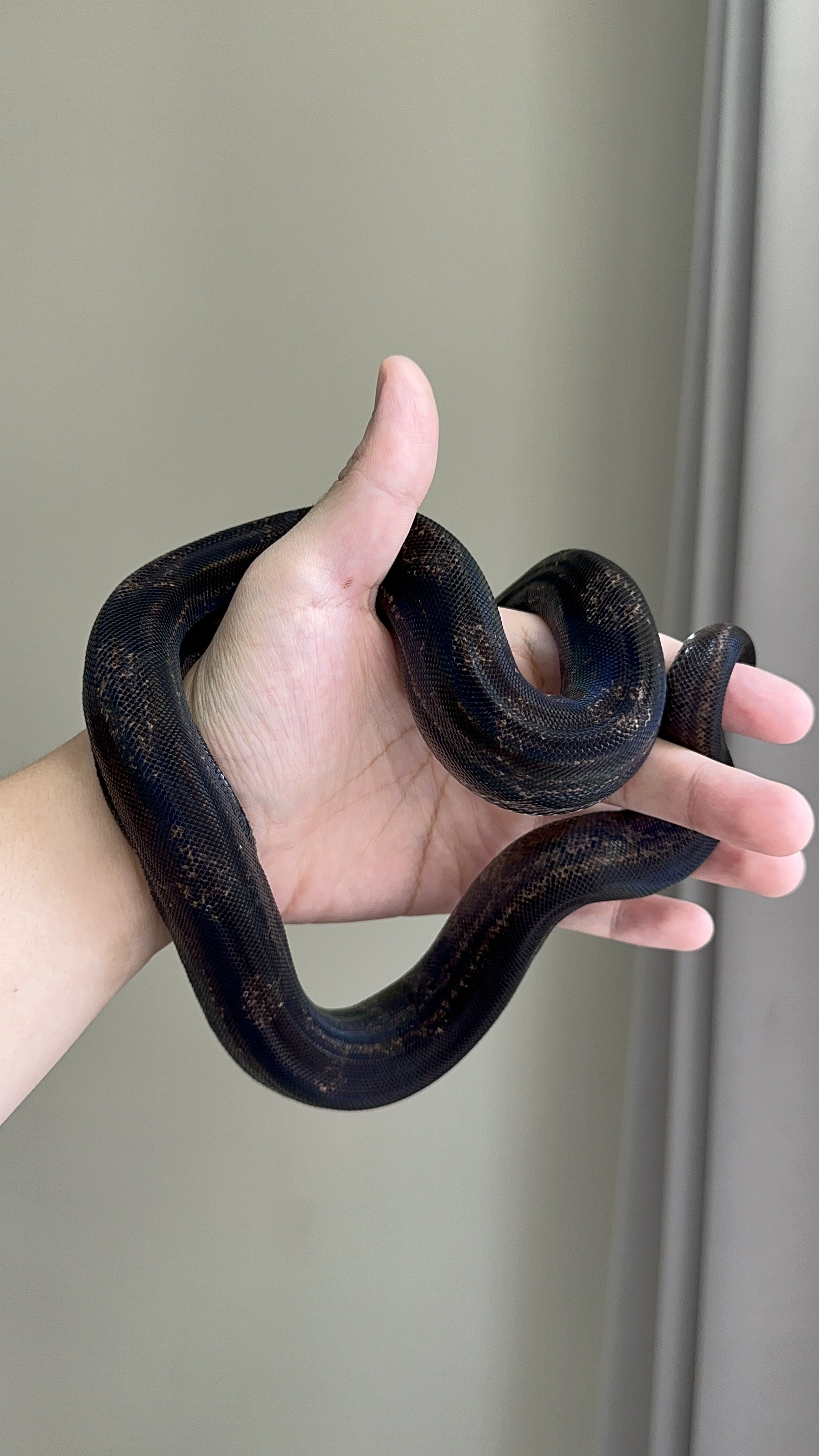 2024 ♀ Hypo IMG Motley het Kahl 50%Leopard pos Jungle