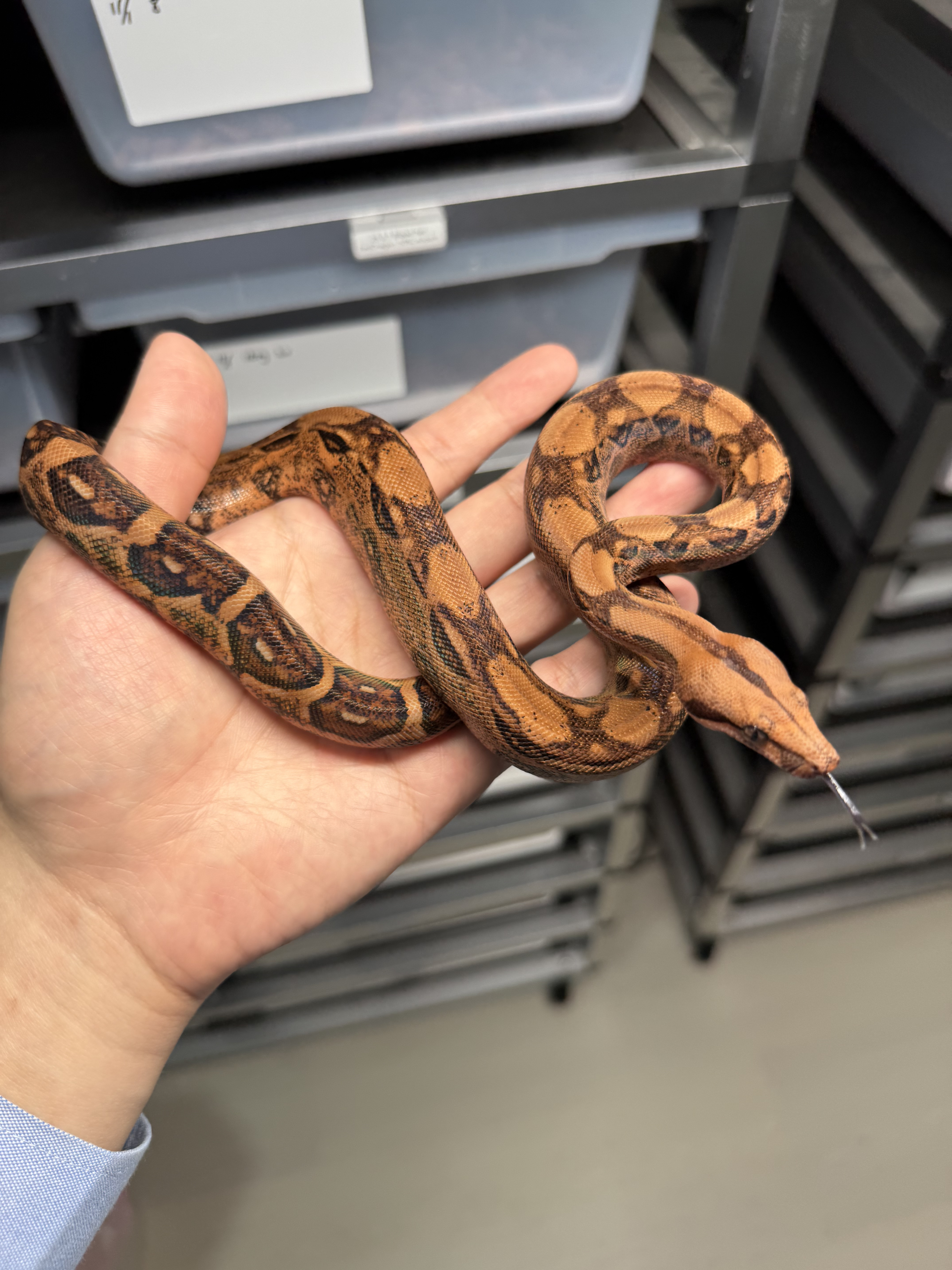 2025 ♀ Blood het RedDragon 50%Leopard 