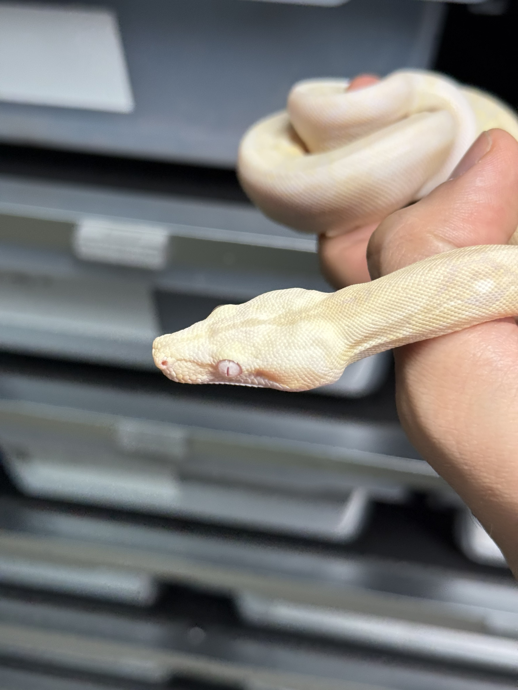 2025 ♀ Snow het66%Blood