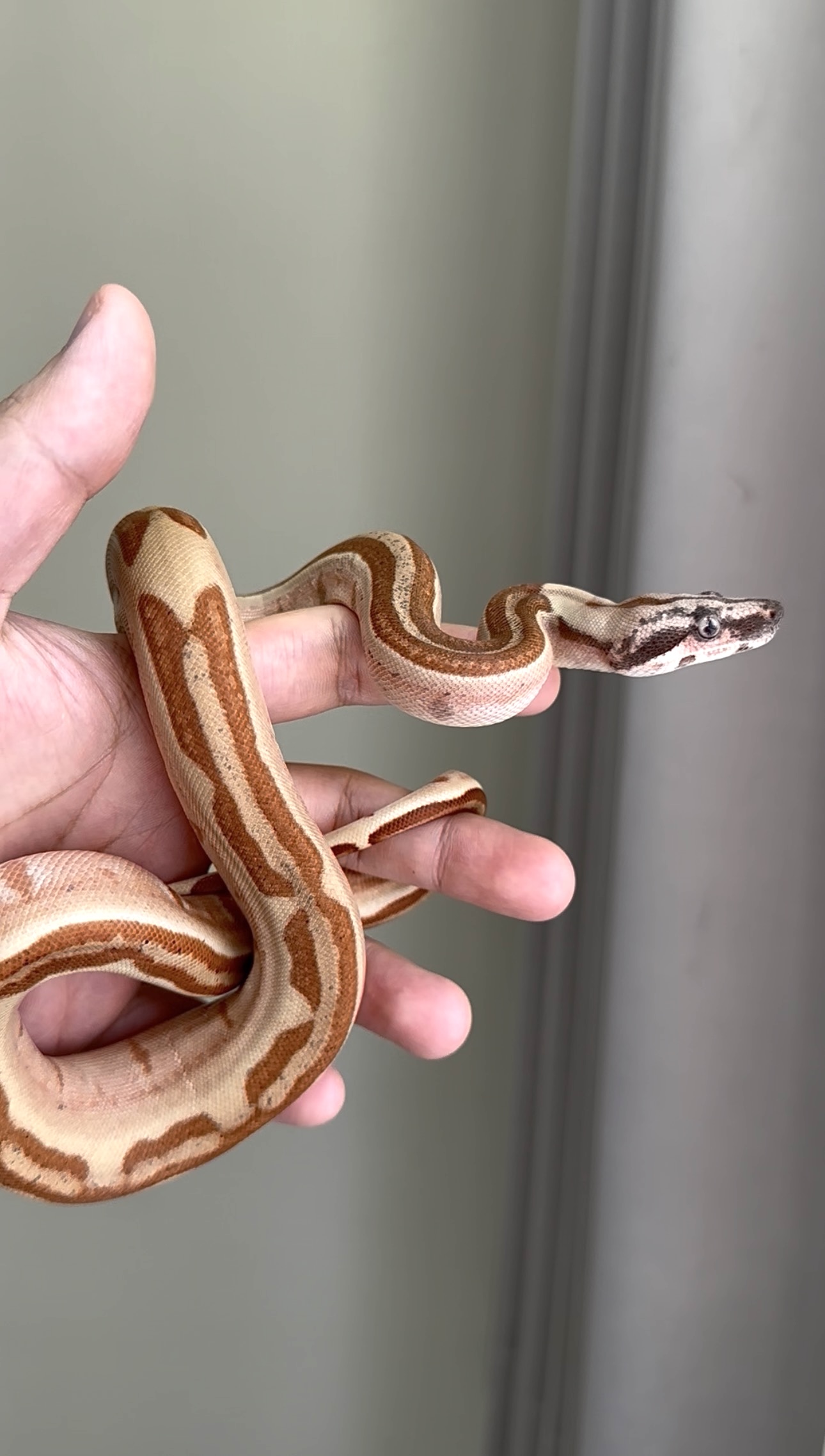 2025 ♀ Hypo Labyrinth het Blood 66% VPI