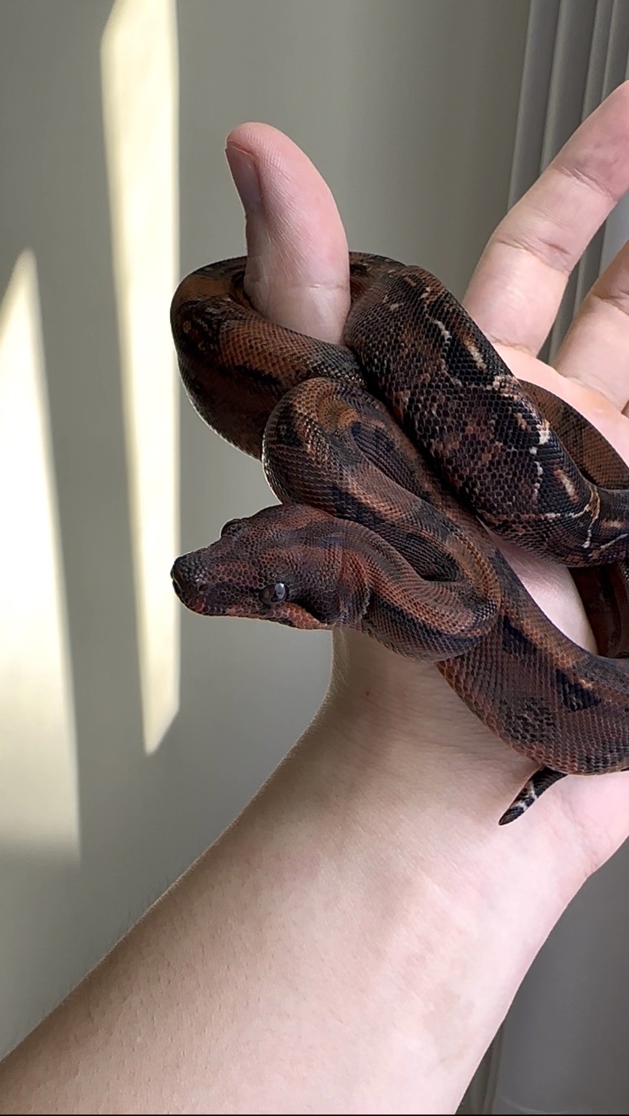 2025 ♂ Blood het RedDragon 50%Leopard (pos IMG)