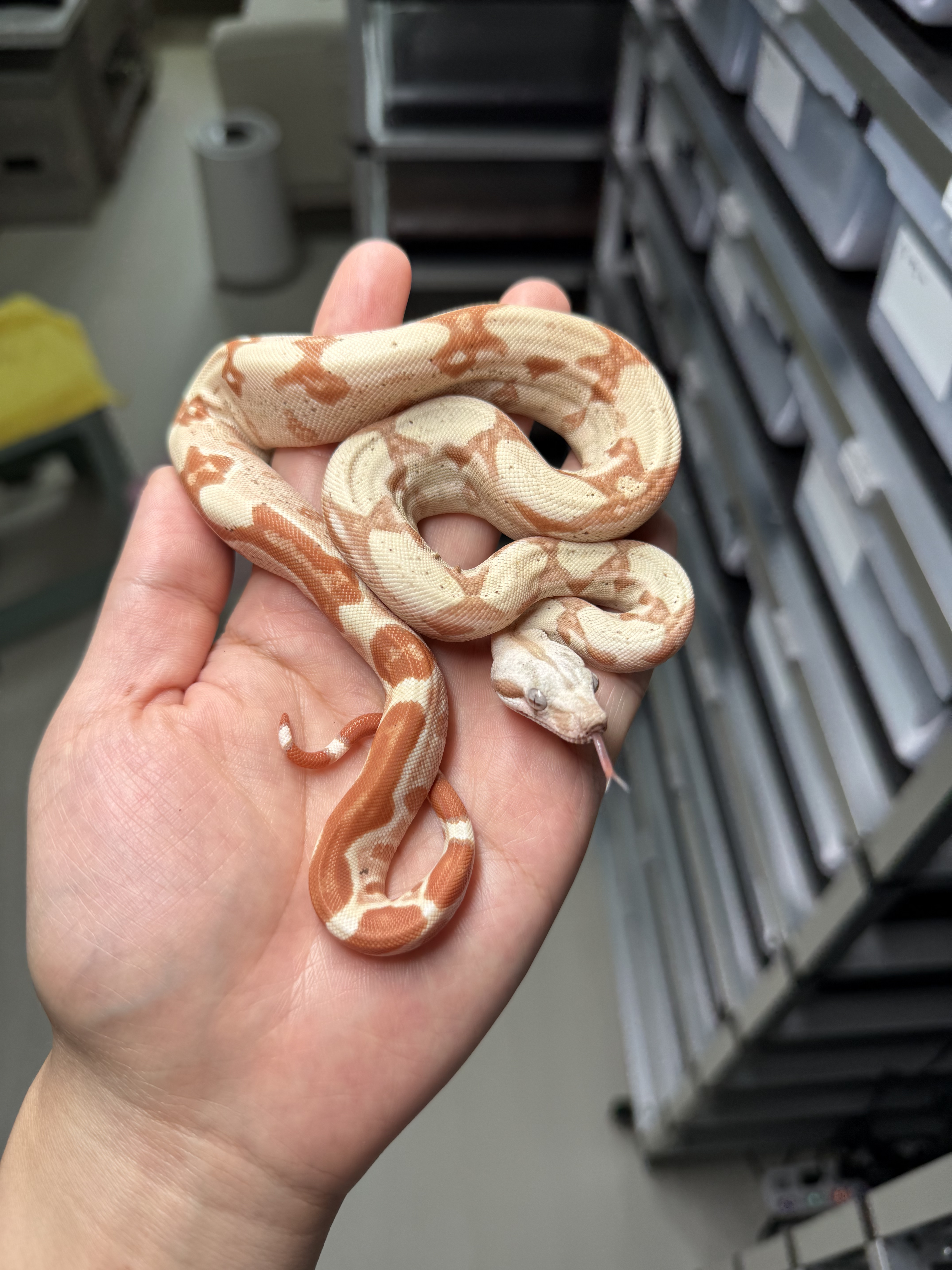 2025 ♂  VPI Sunglow het50% Anery 