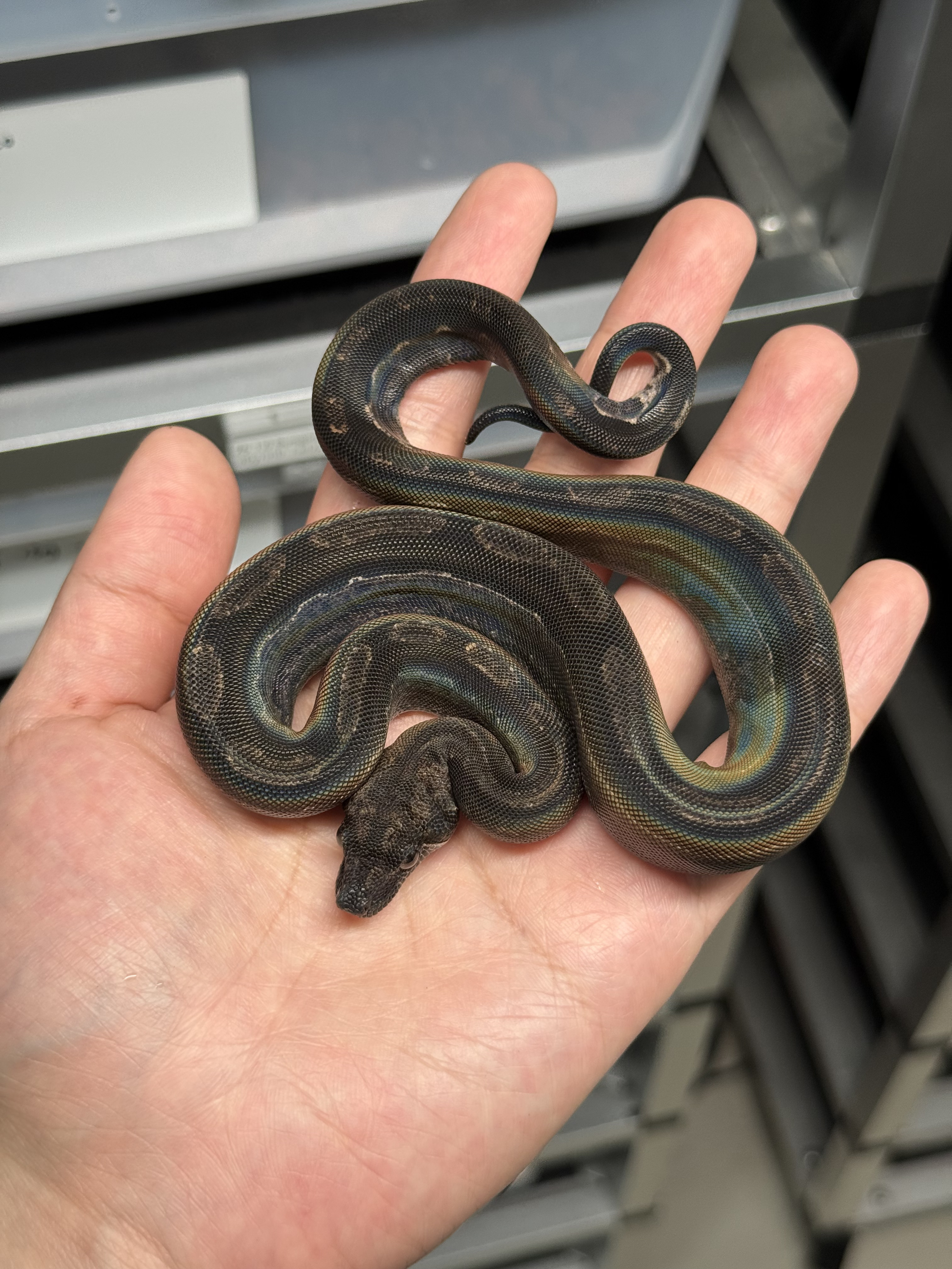 2025 ♂ IMG Motley DH Leopard CA