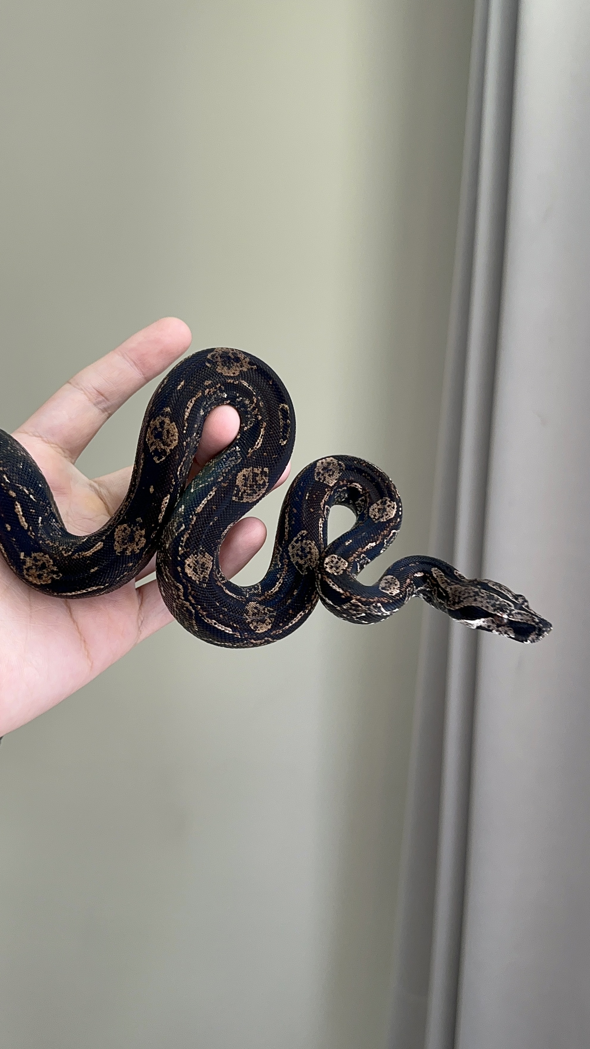 2024 ♂ IMG het Sharp