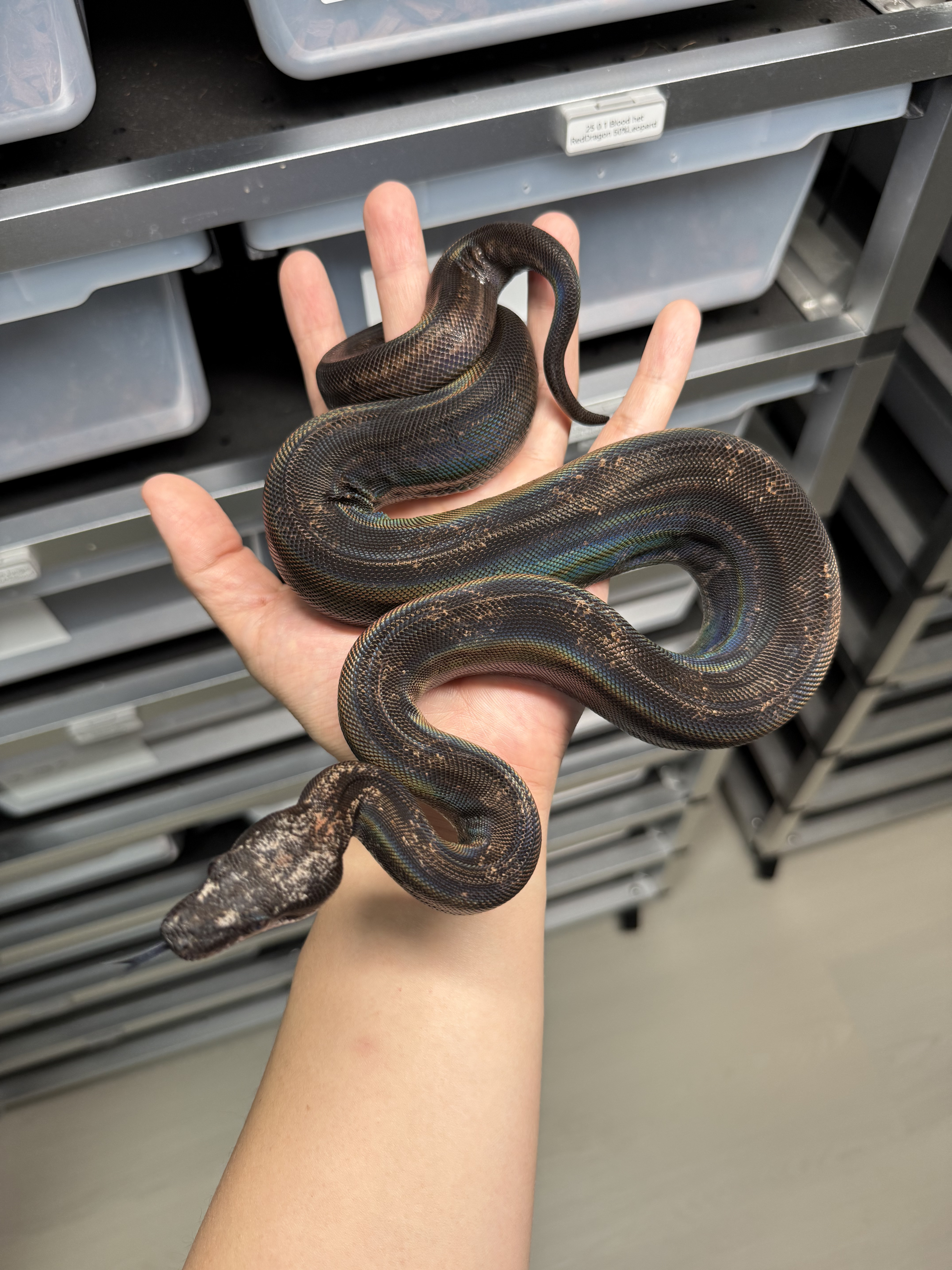 2024 ♀ Hypo IMG Motley het Kahl 50%Leopard pos Jungle