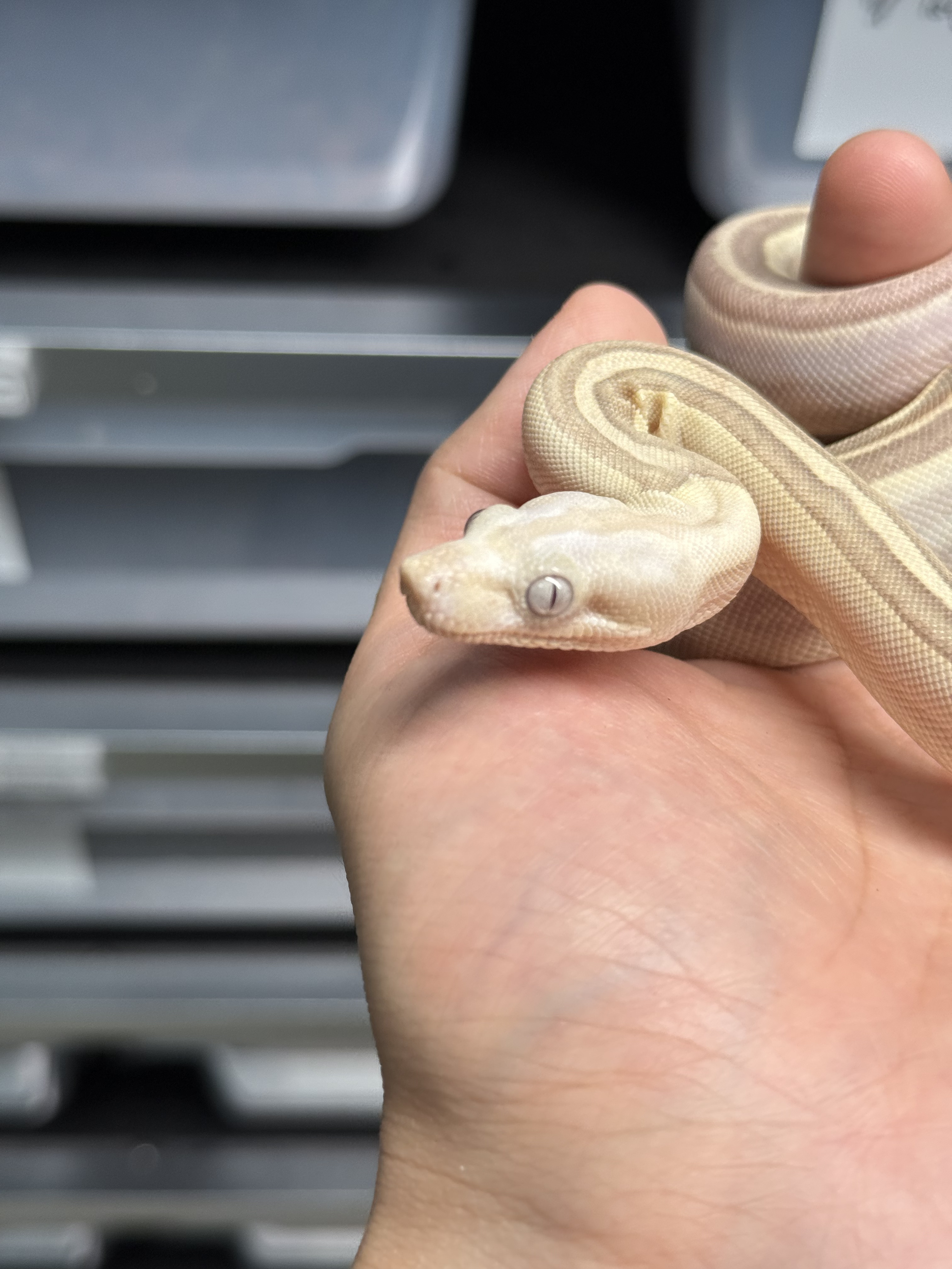 2025 ♀  VPI  Labyrinth Motley het50% Anery